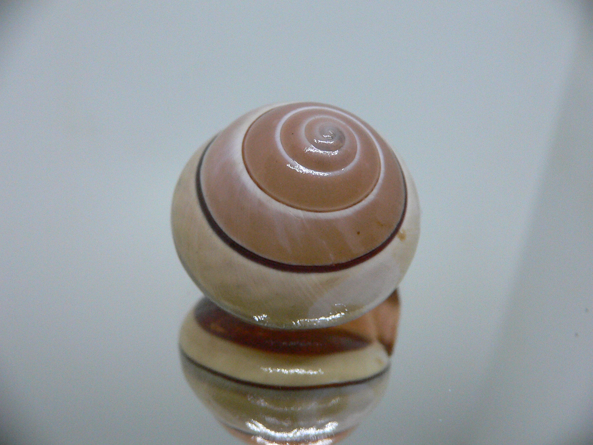 Asperitas trochus parsoni SUPER