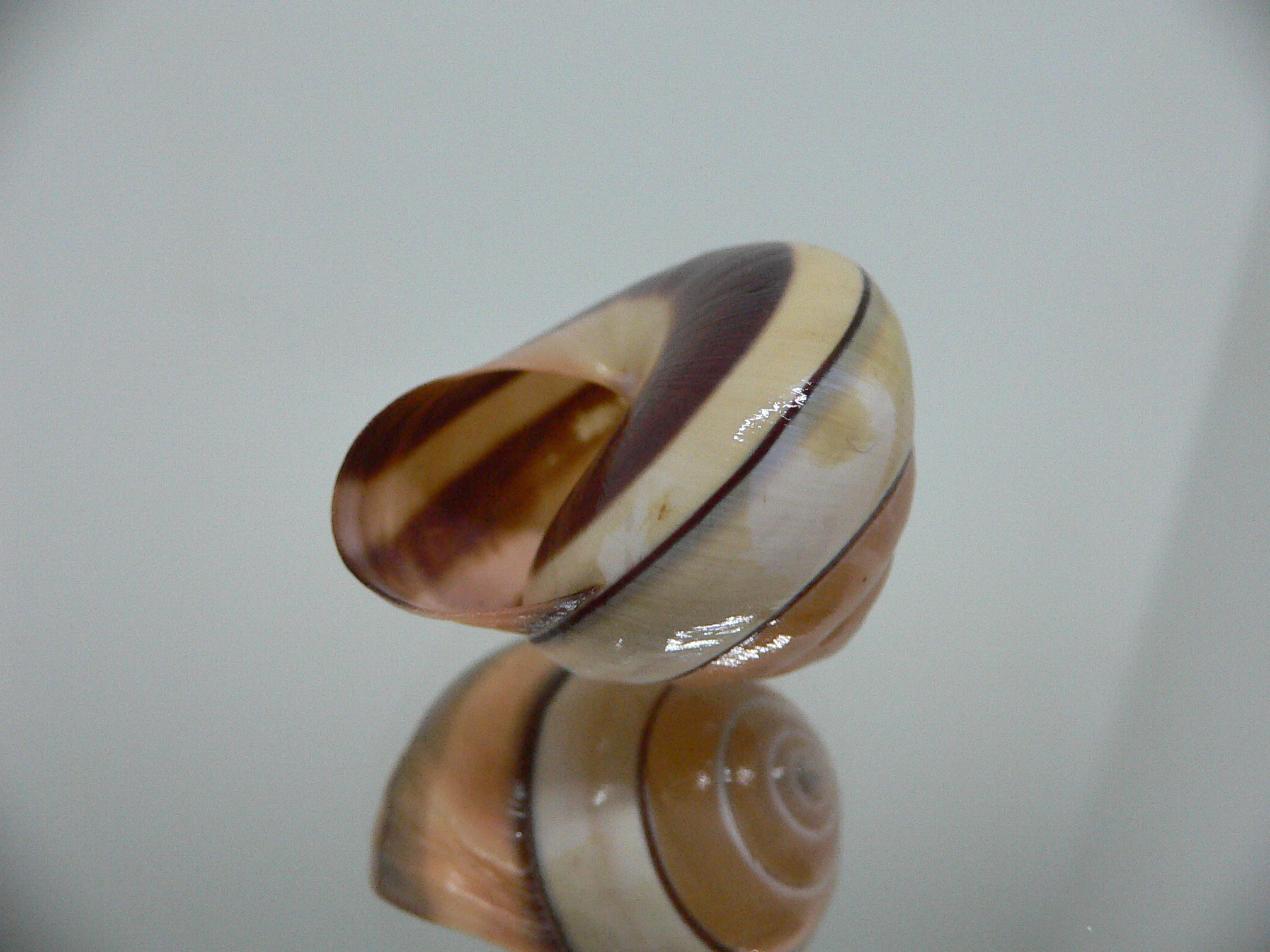 Asperitas trochus parsoni SUPER