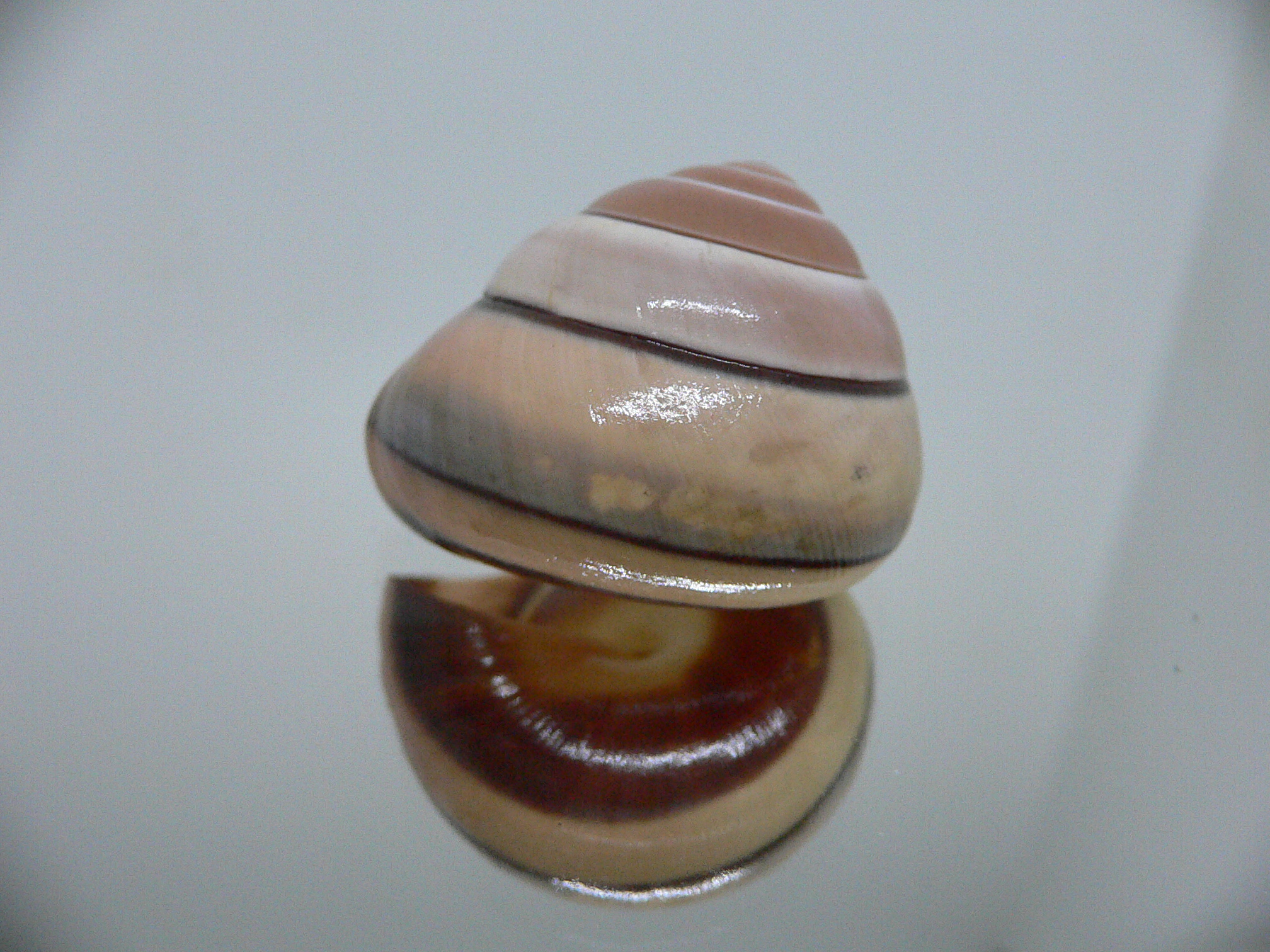 Asperitas trochus parsoni SUPER