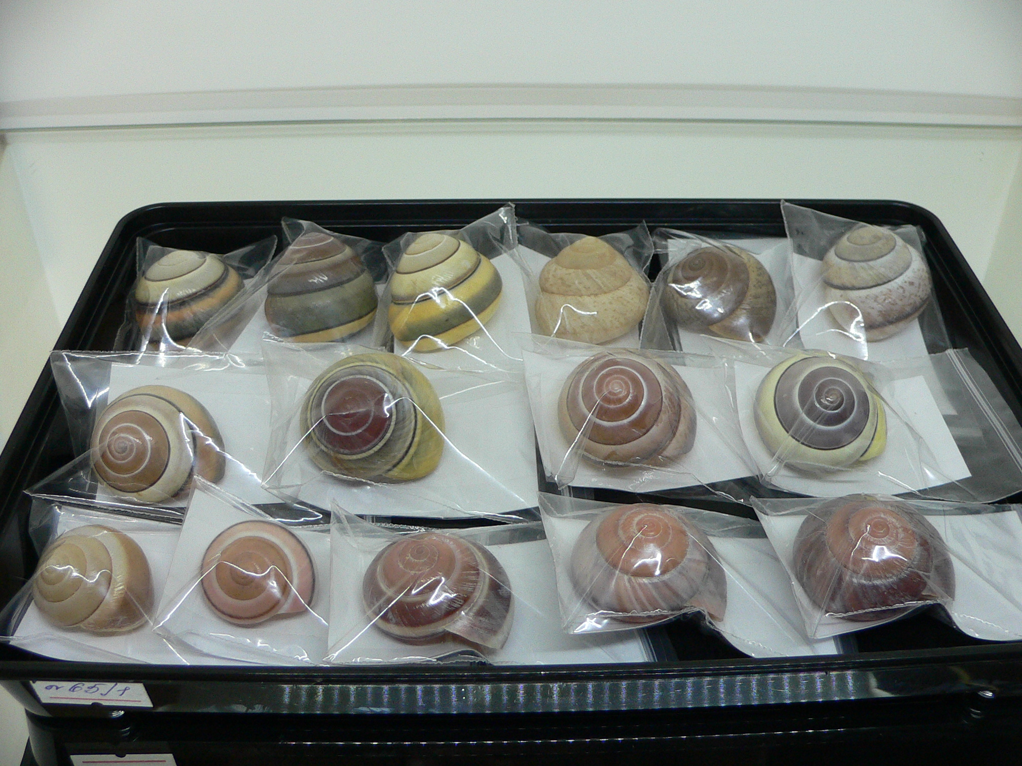 Asperitas trochus parsoni SUPER