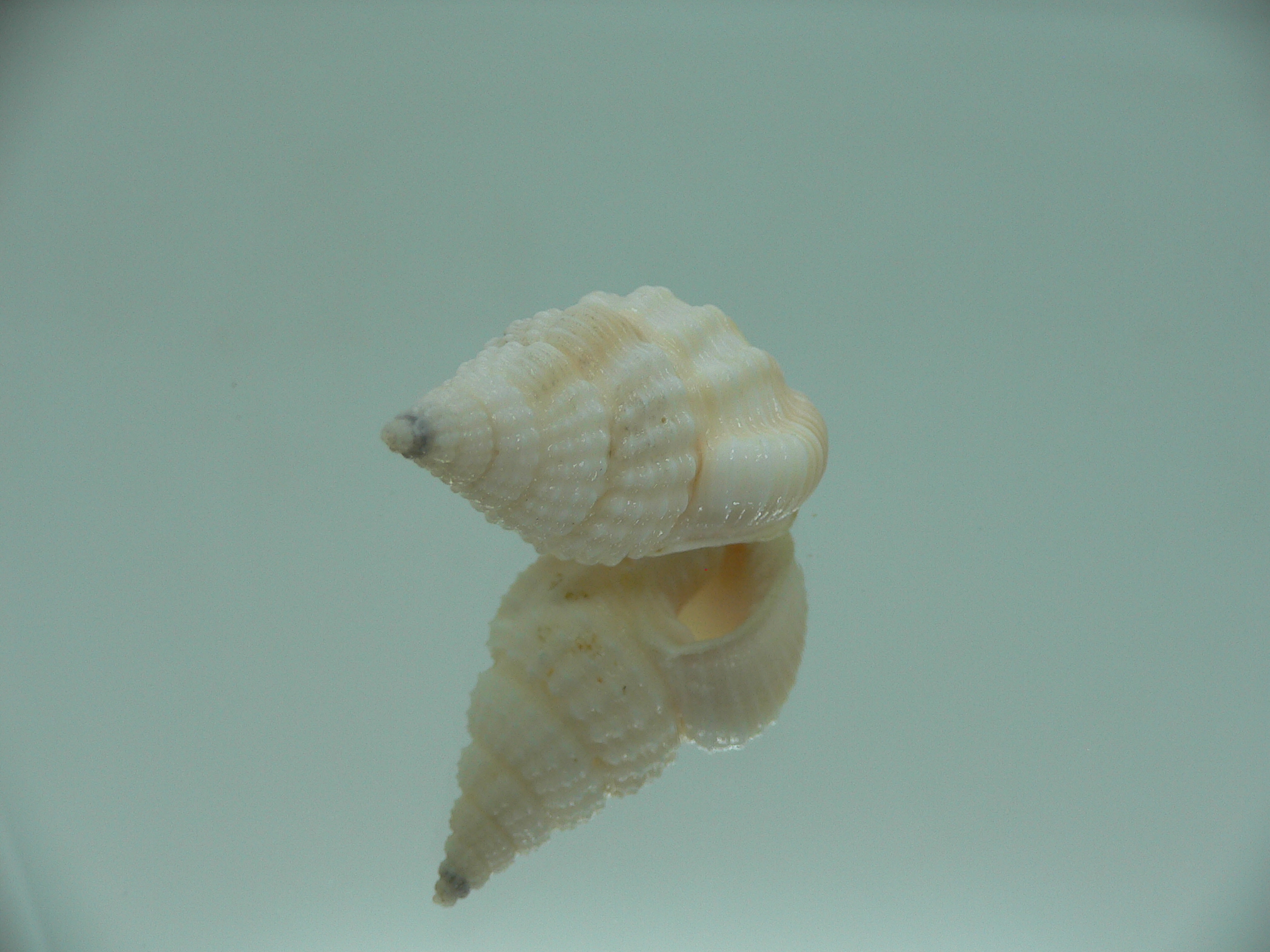 Nassaria coromandelica BIG