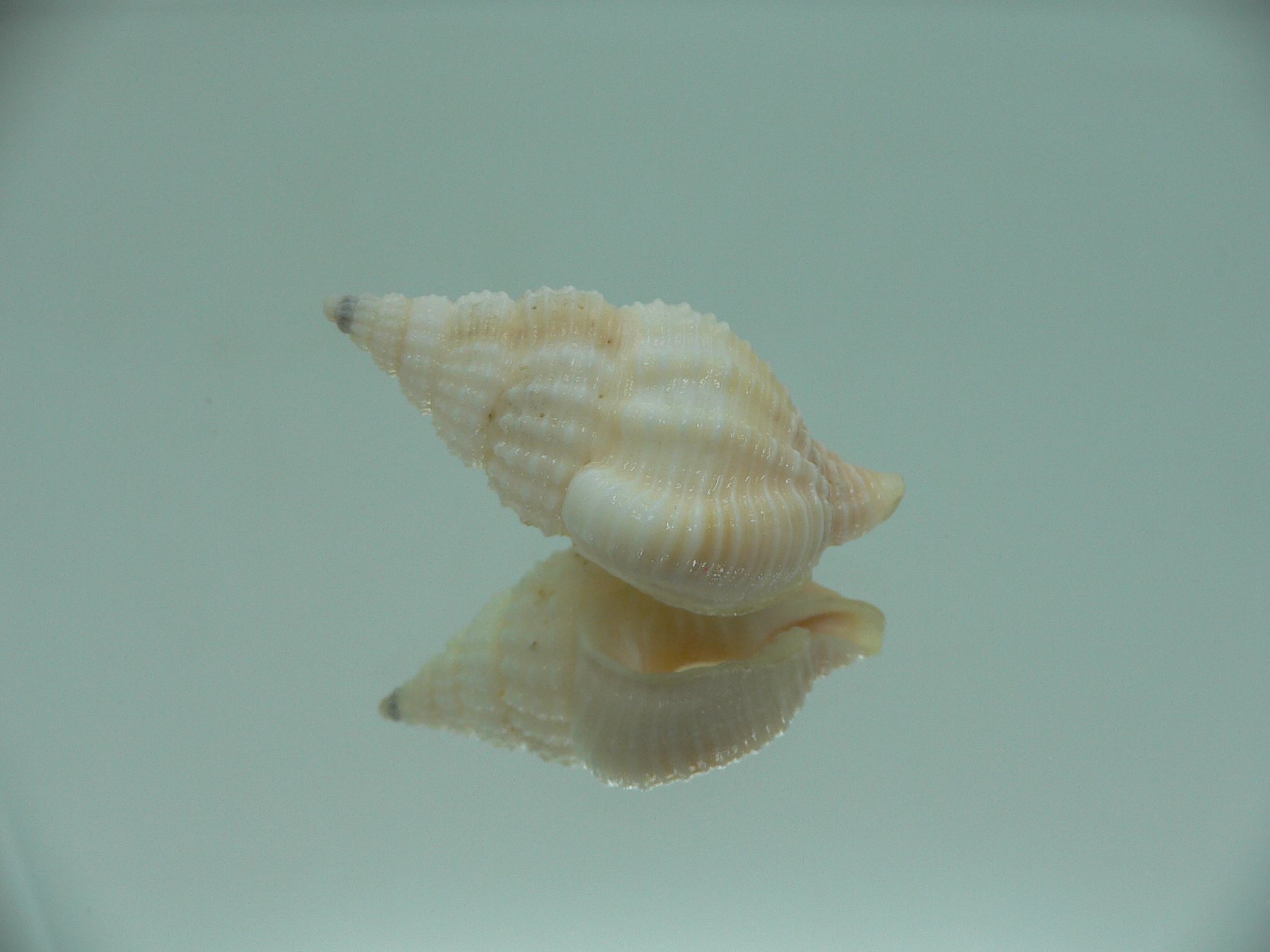 Nassaria coromandelica BIG
