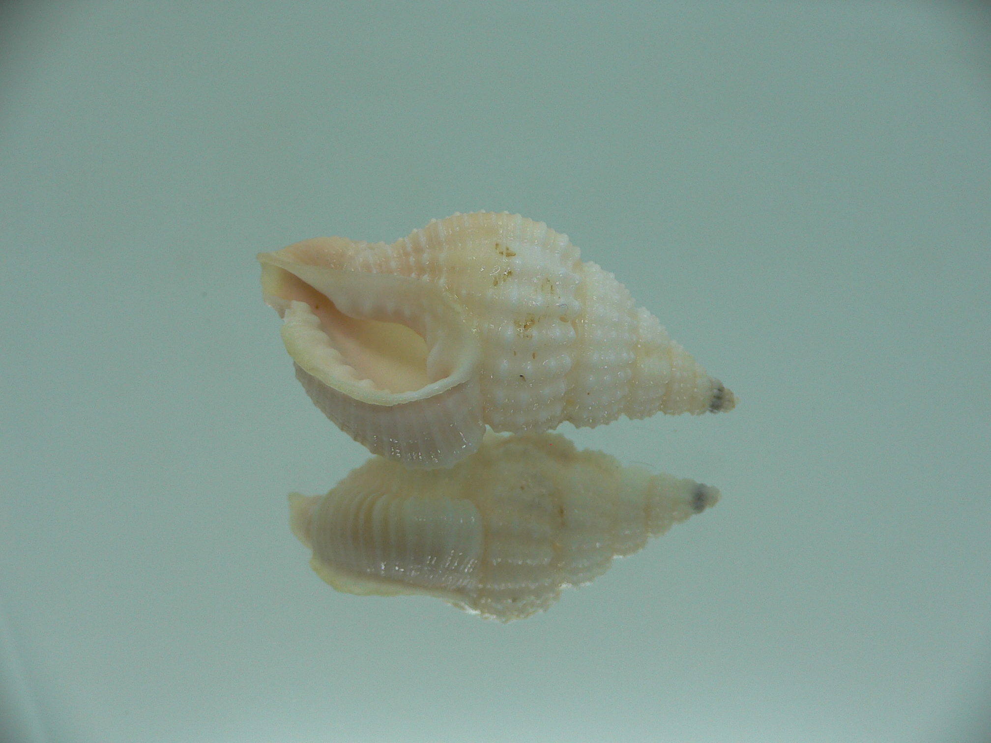 Nassaria coromandelica BIG