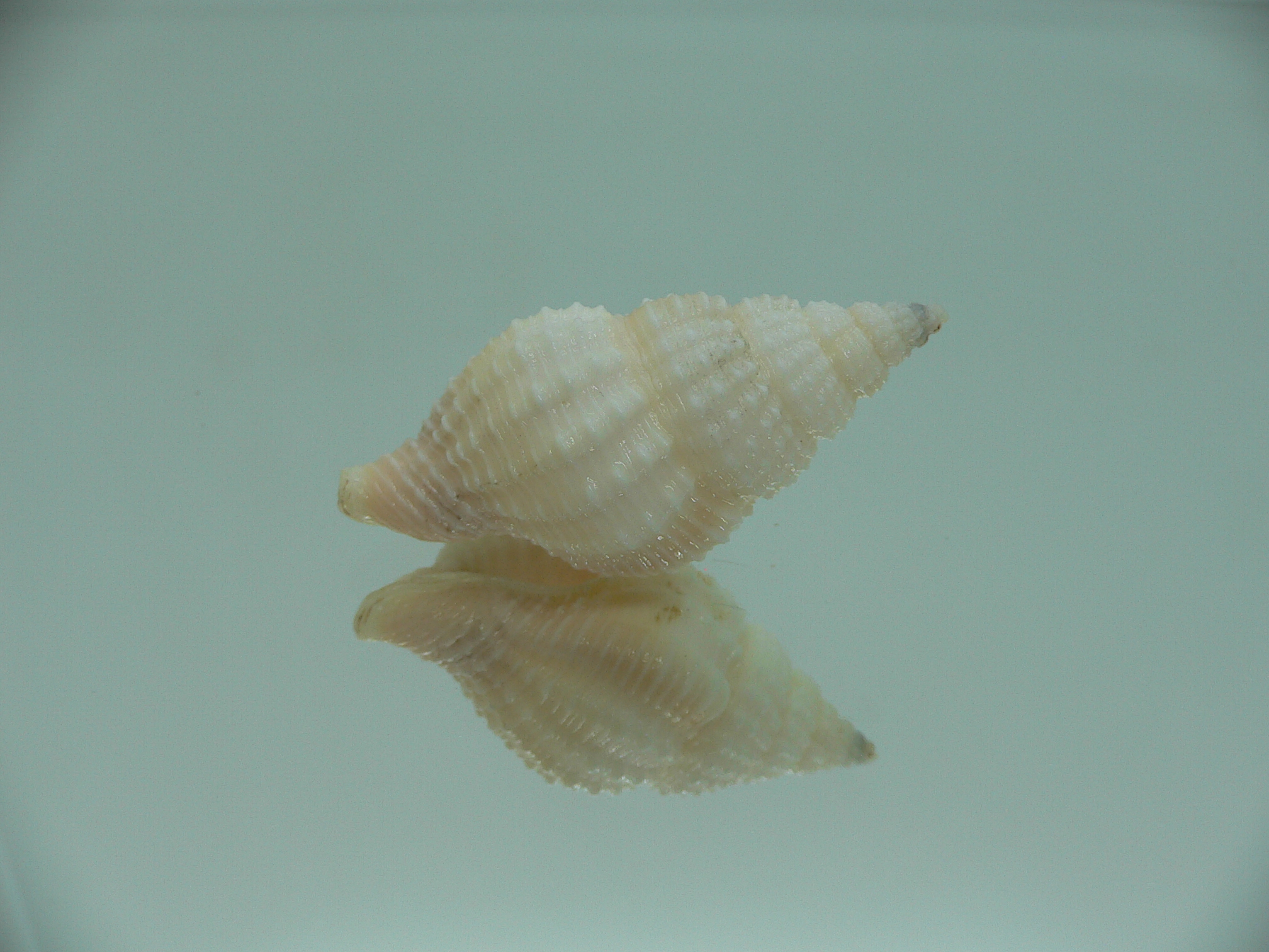 Nassaria coromandelica BIG