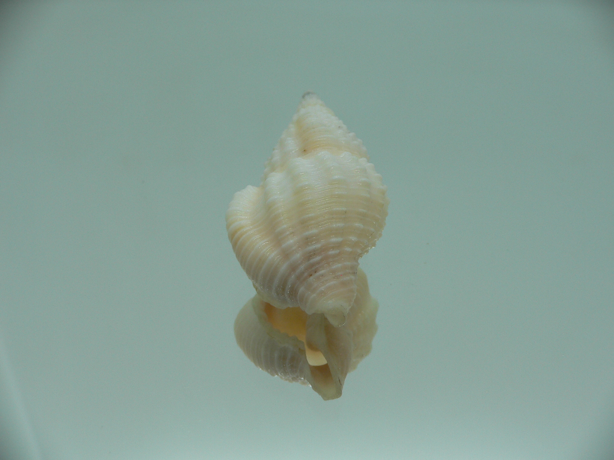 Nassaria coromandelica BIG