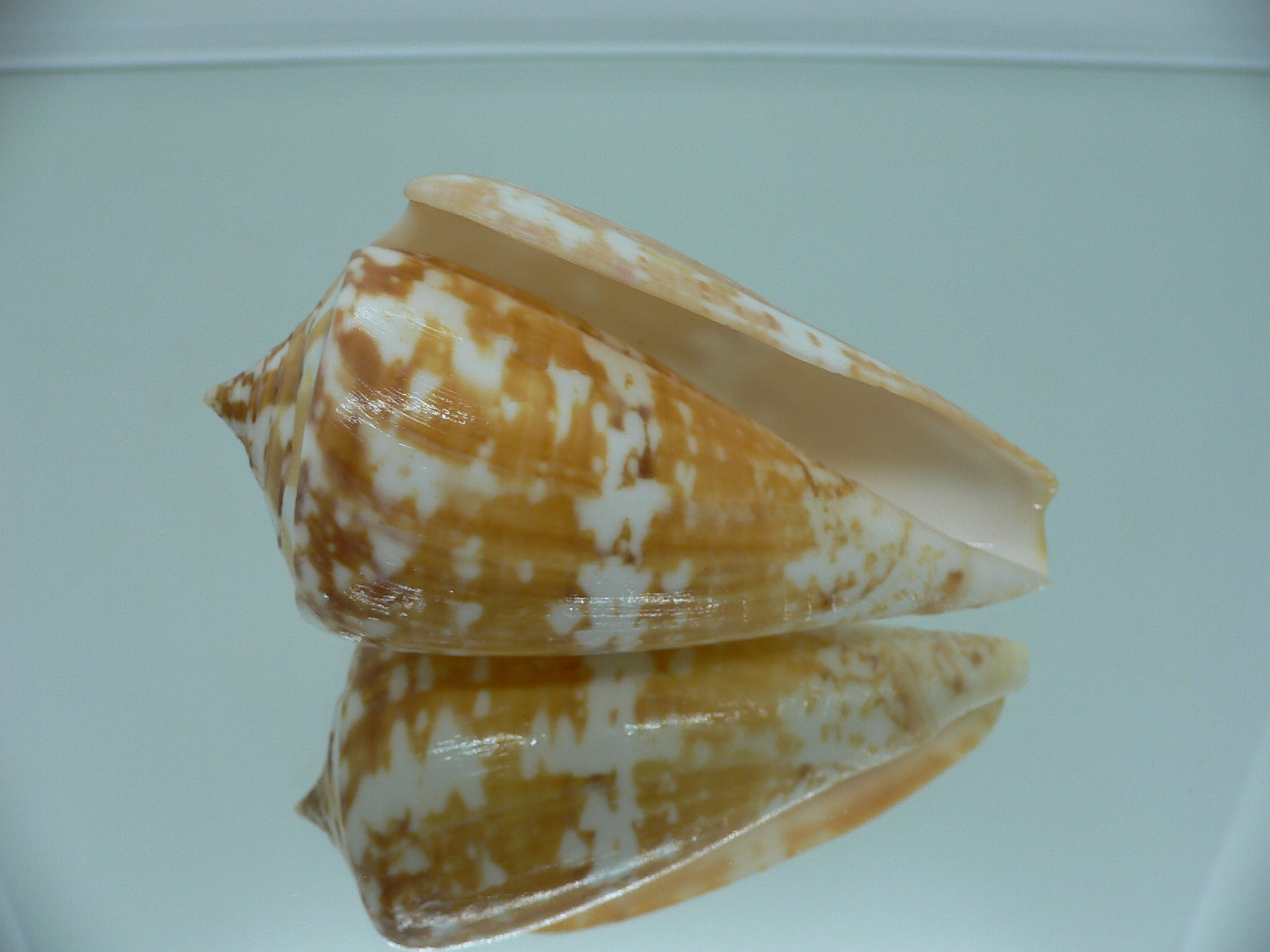 Conus amadis amadis YELLOW COLOR