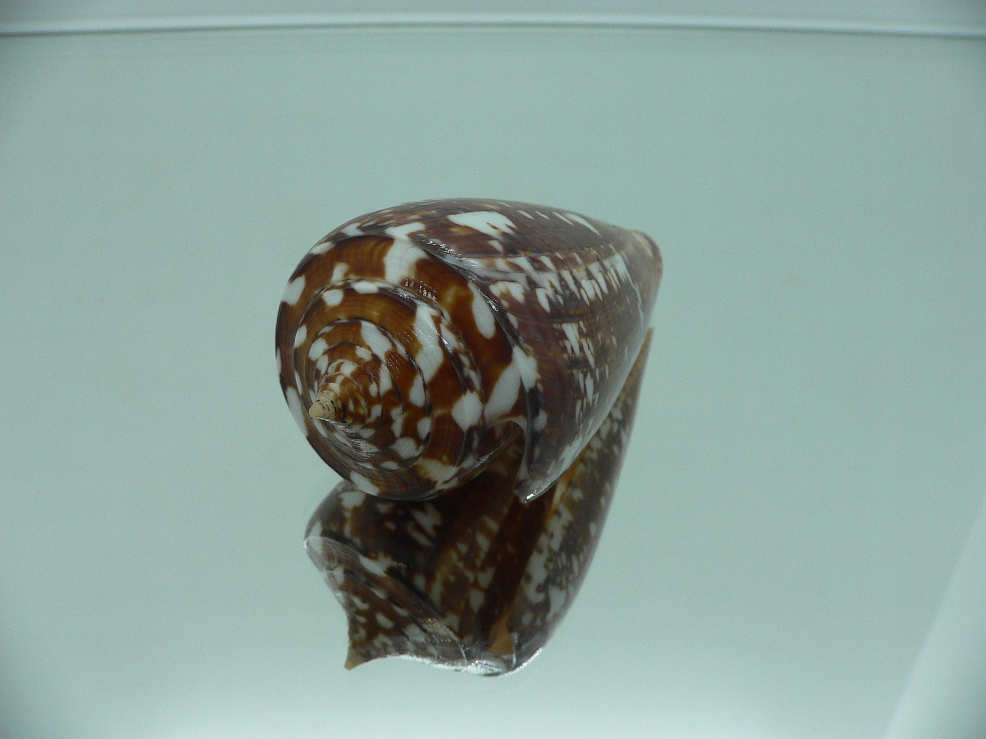 Conus amadis COLOR