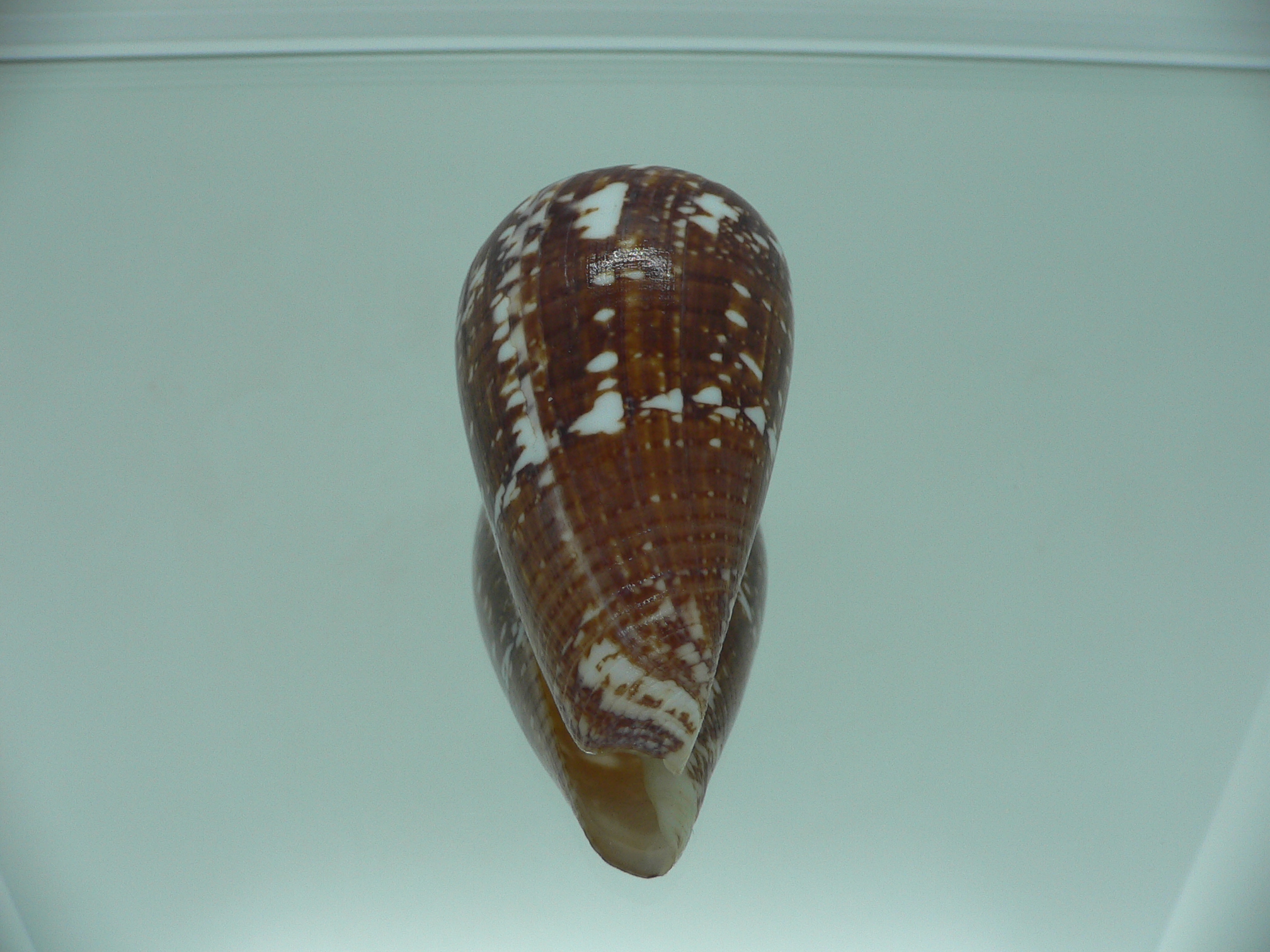 Conus amadis COLOR