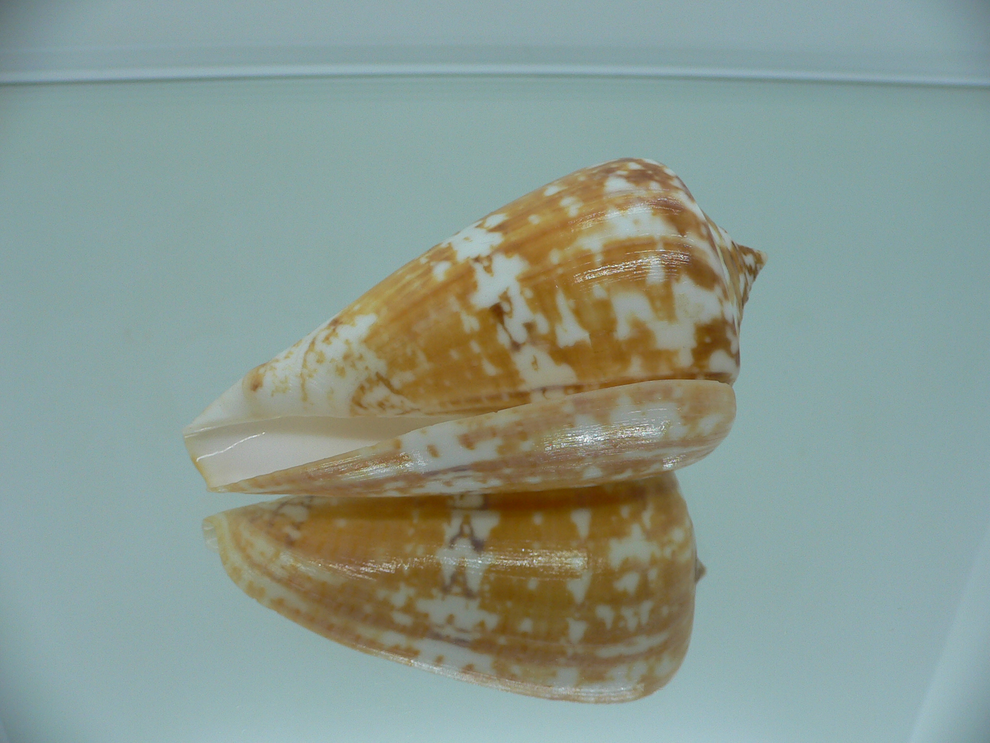 Conus amadis amadis YELLOW COLOR
