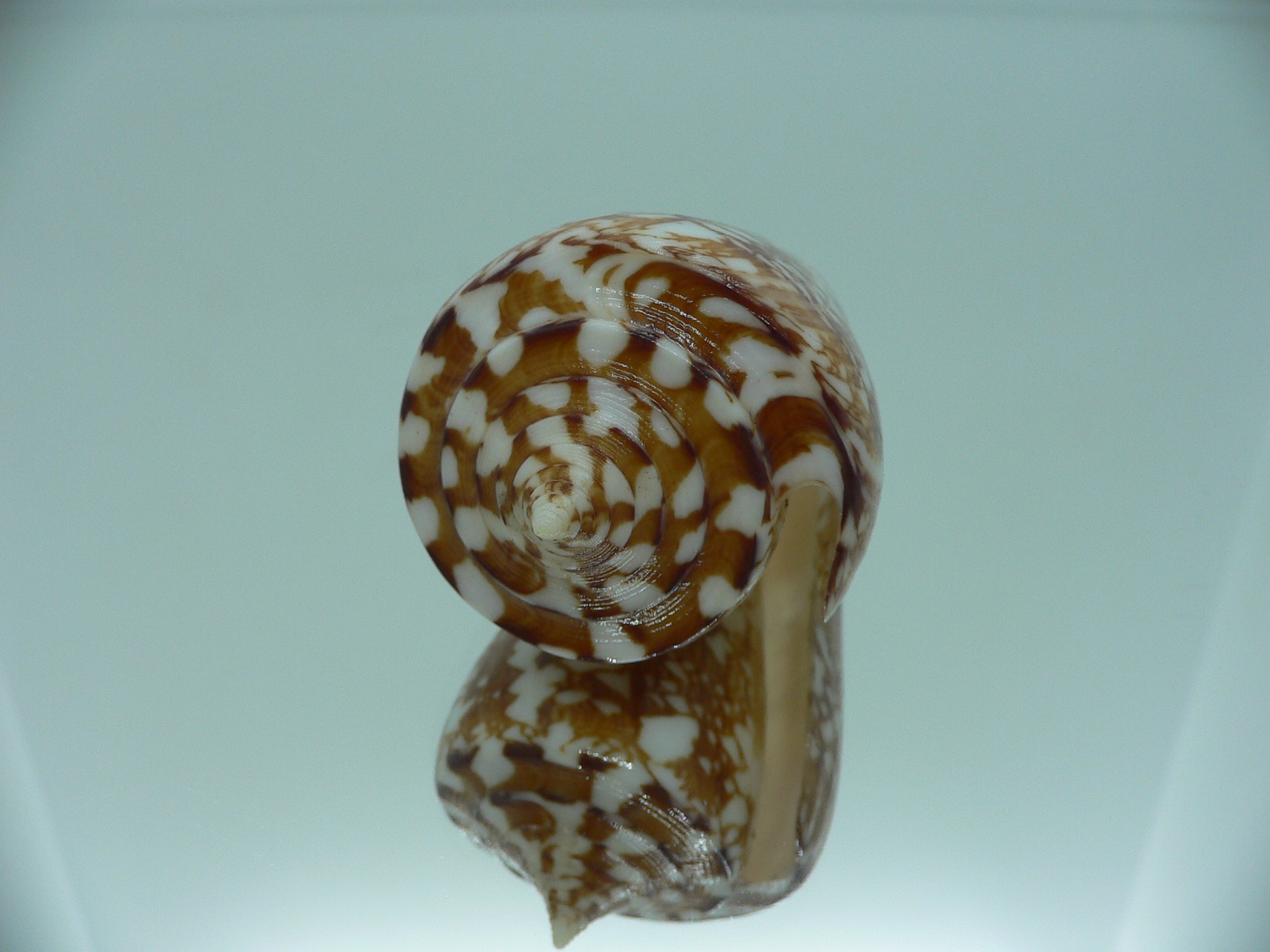 Conus amadis COLOR