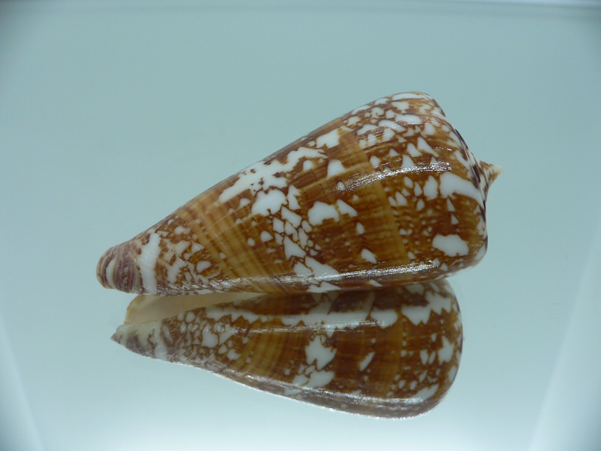 Conus amadis COLOR