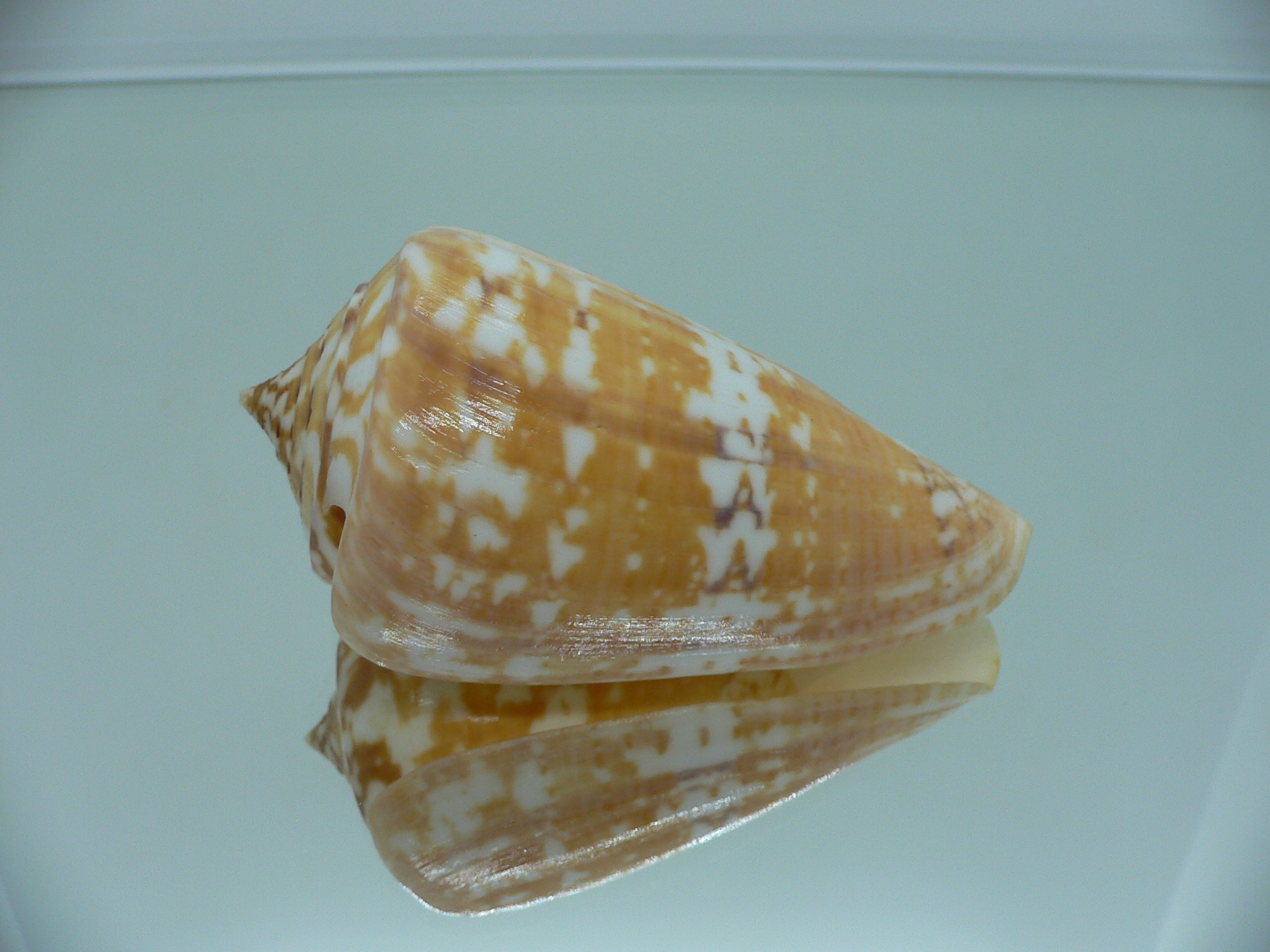 Conus amadis amadis YELLOW COLOR