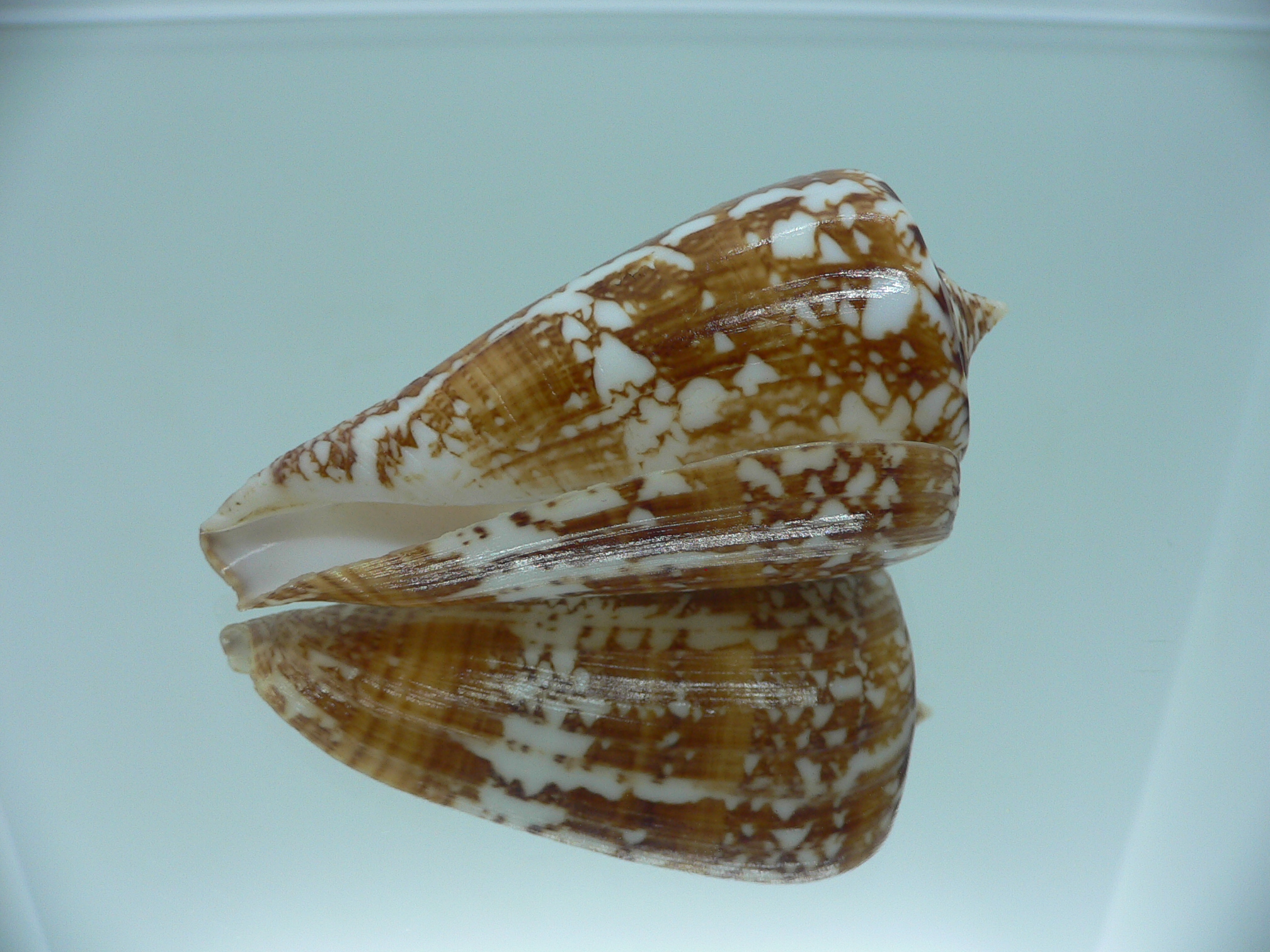 Conus amadis COLOR