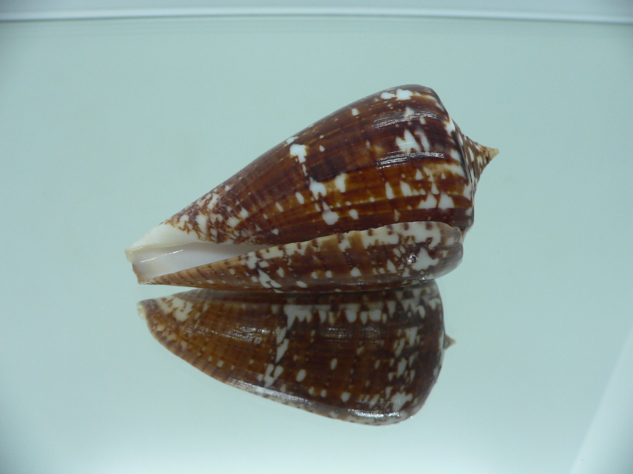 Conus amadis COLOR