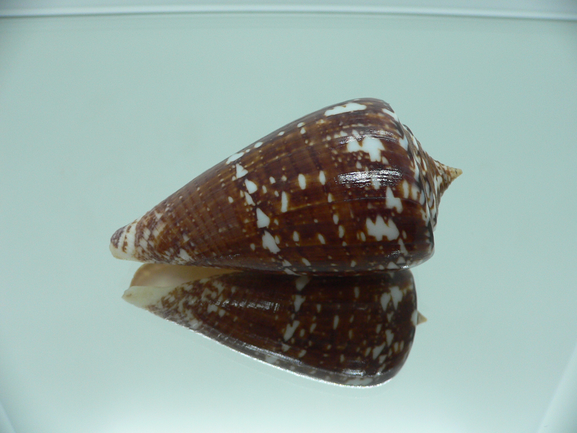 Conus amadis COLOR