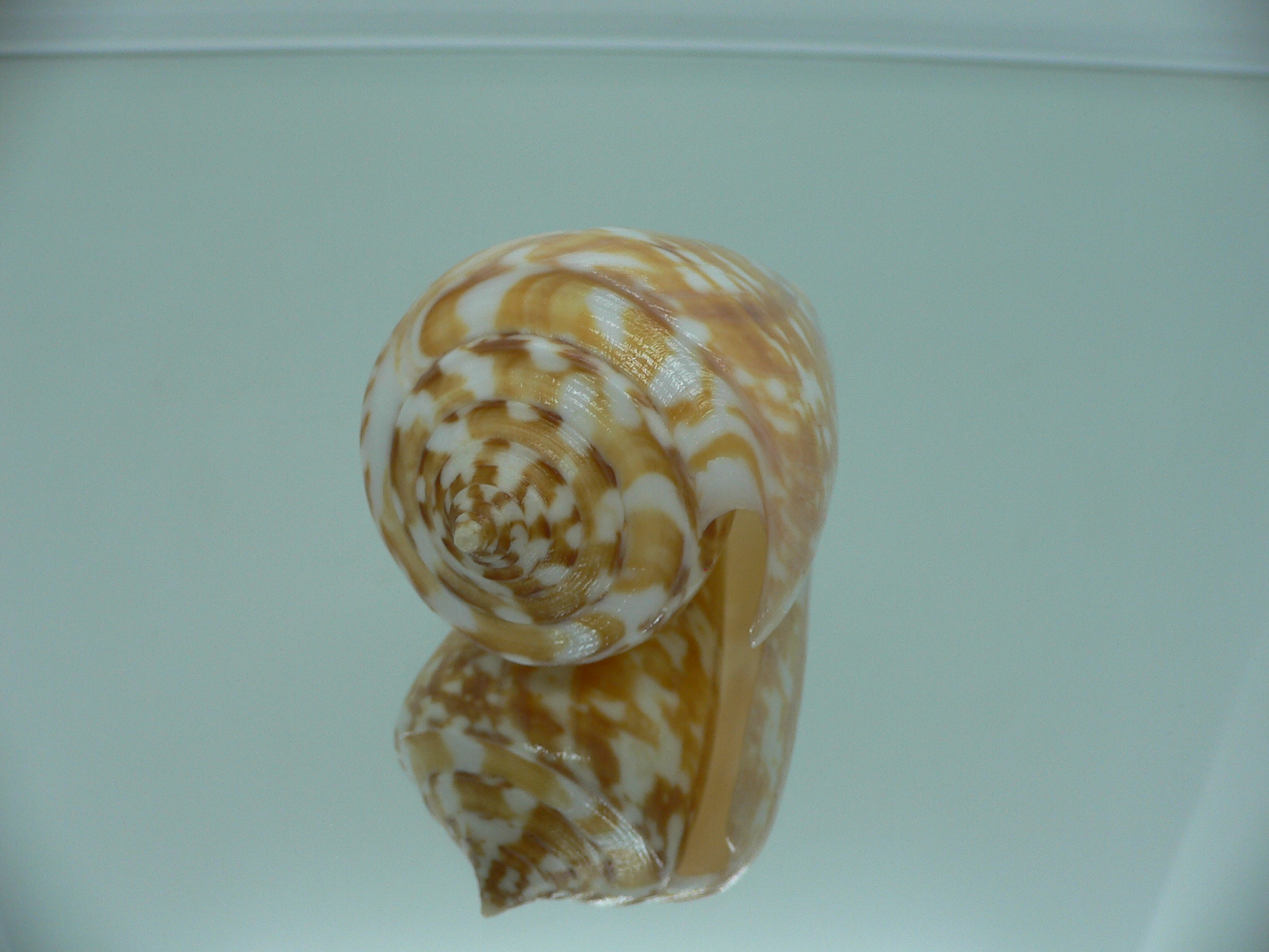 Conus amadis amadis YELLOW COLOR