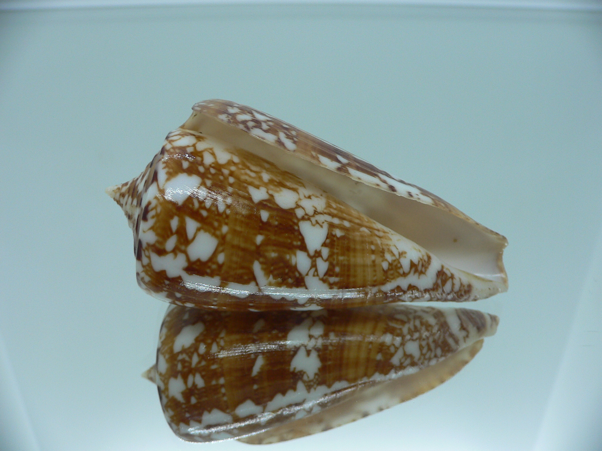 Conus amadis COLOR
