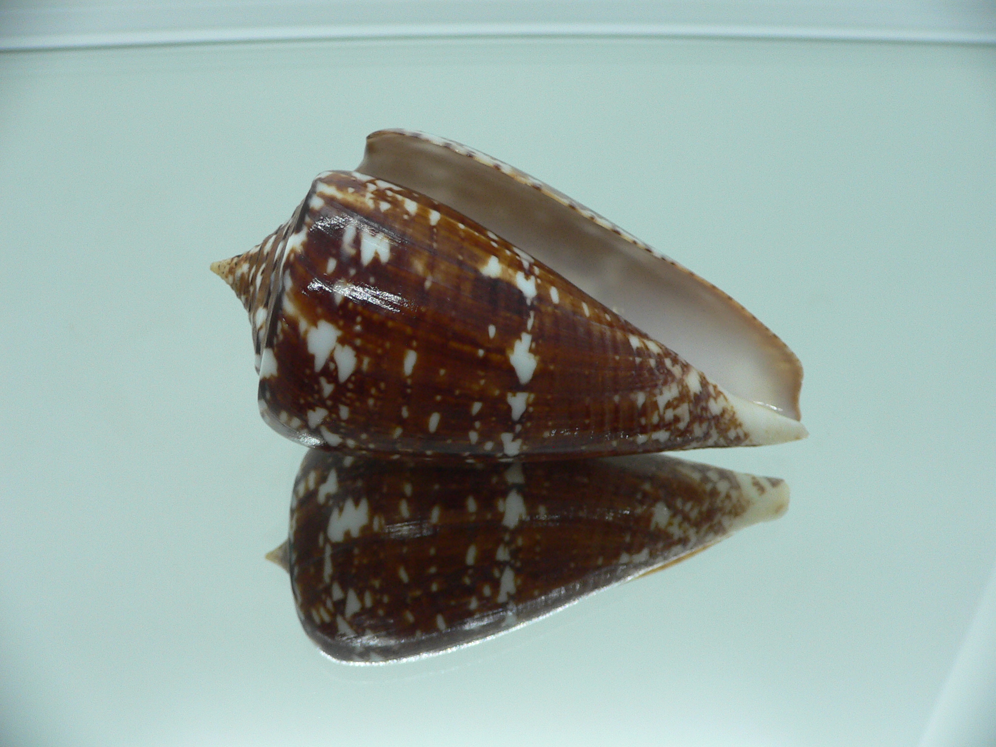 Conus amadis COLOR