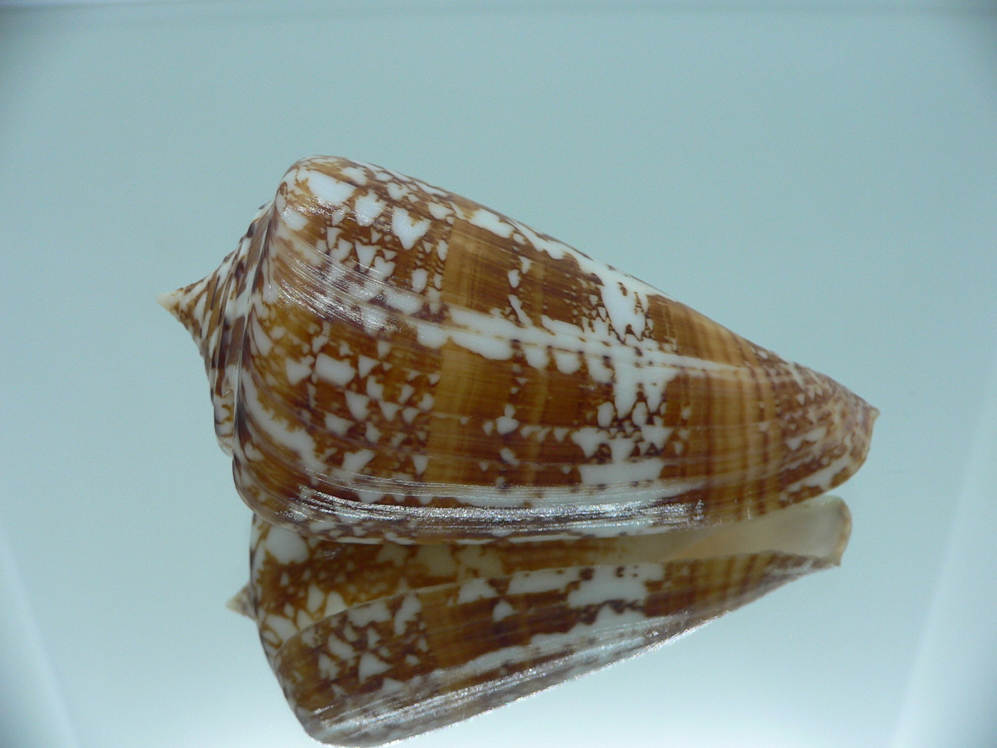 Conus amadis COLOR