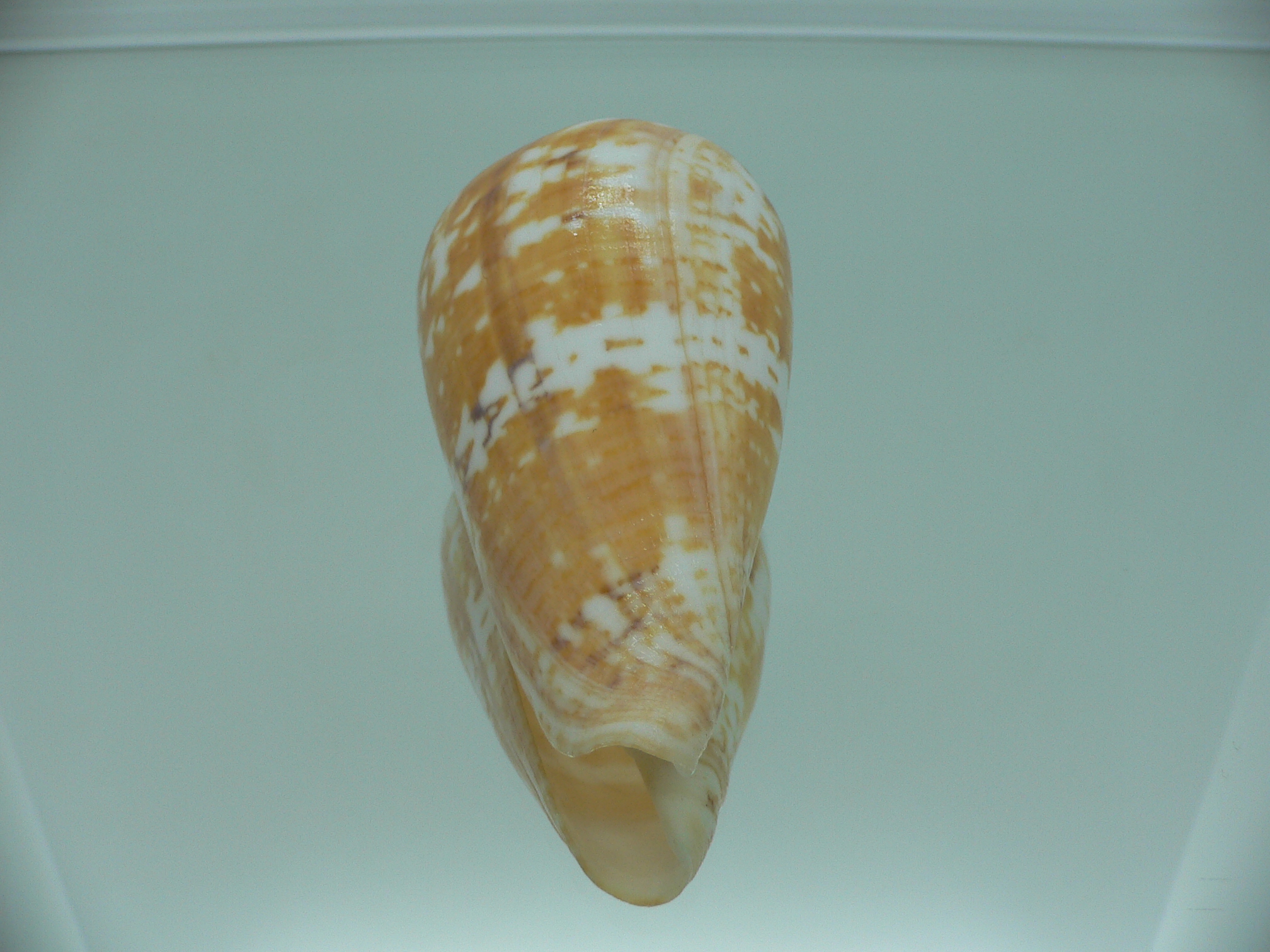 Conus amadis amadis YELLOW COLOR