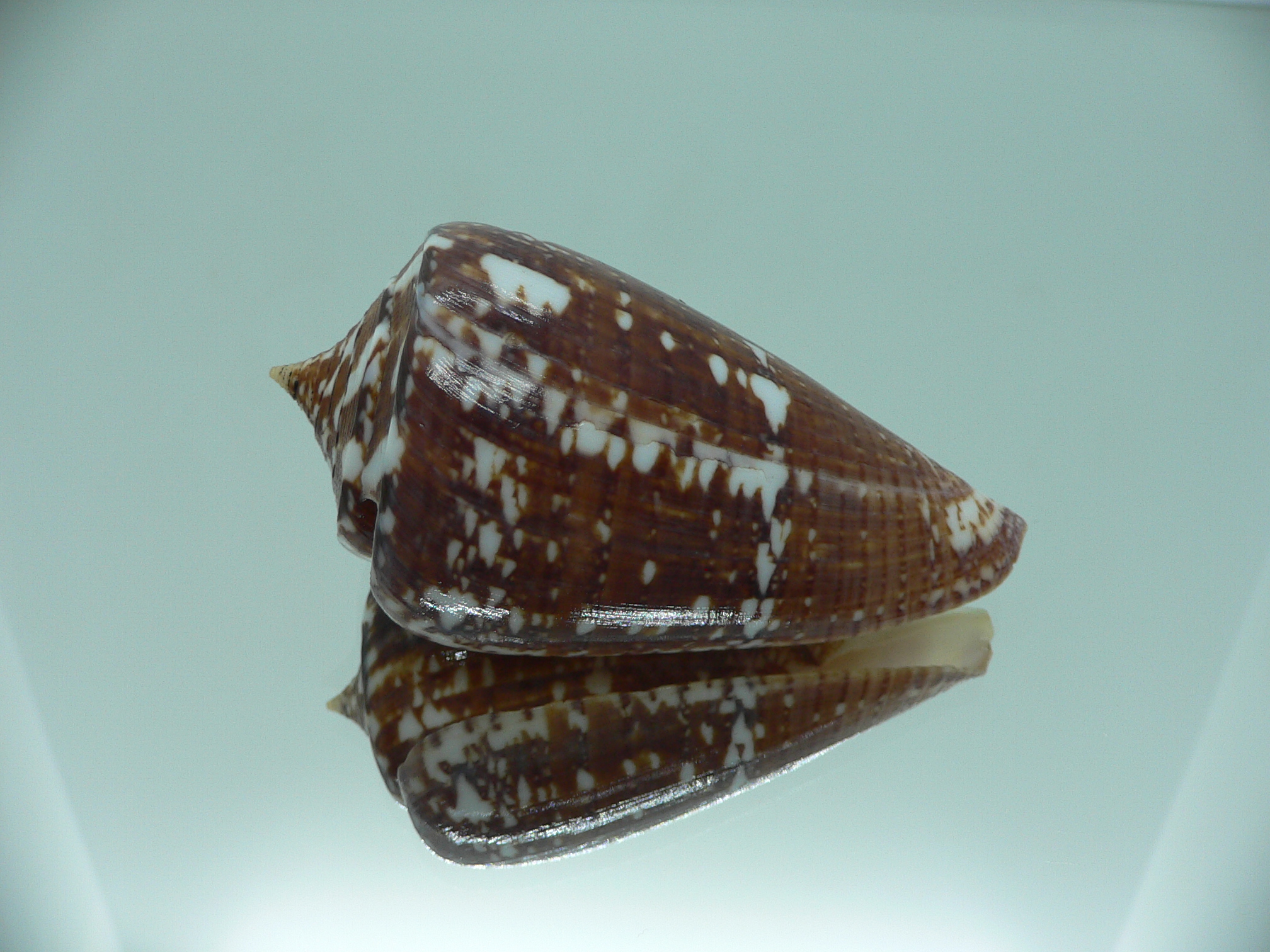 Conus amadis COLOR