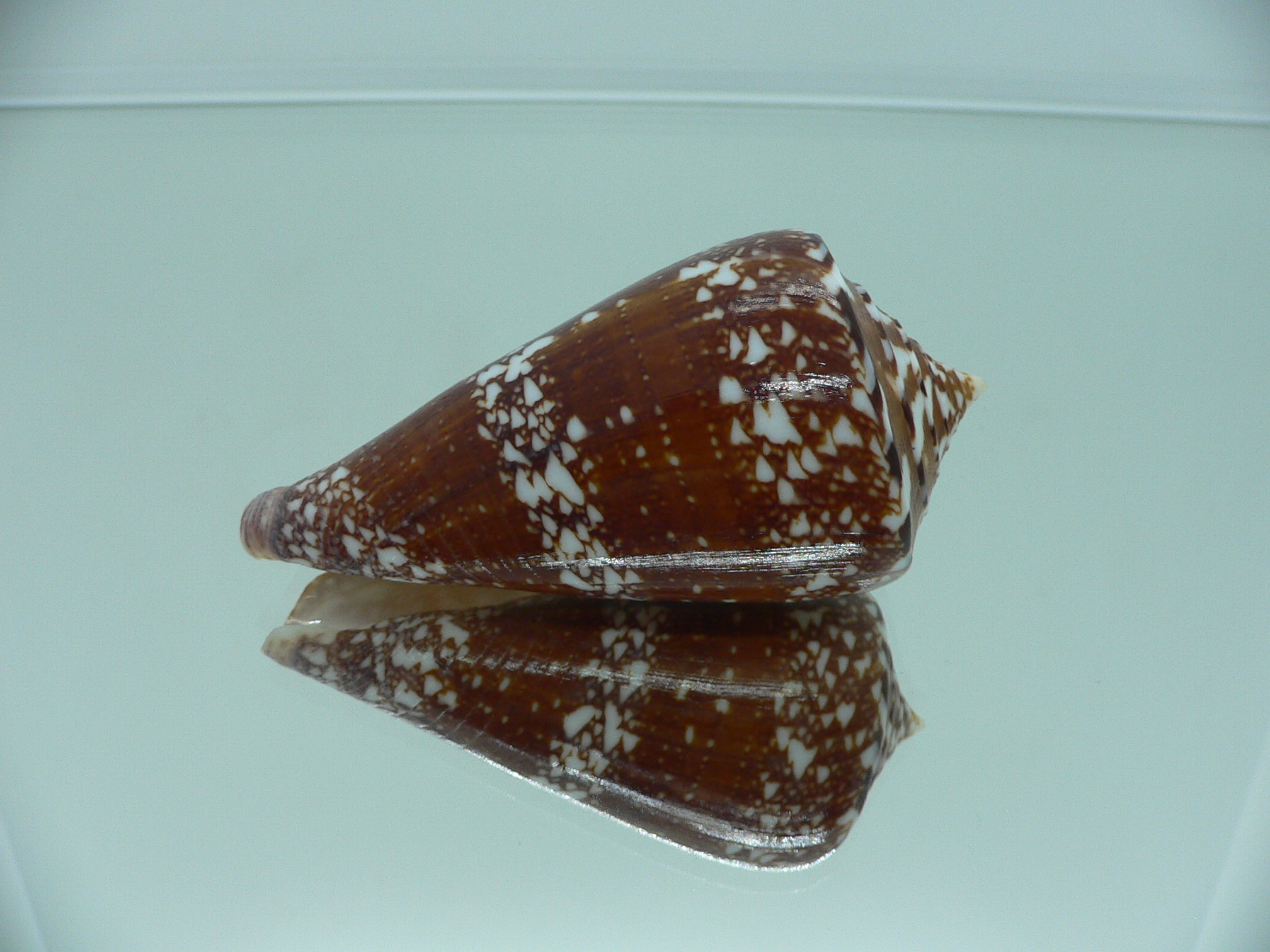 Conus amadis COLOR