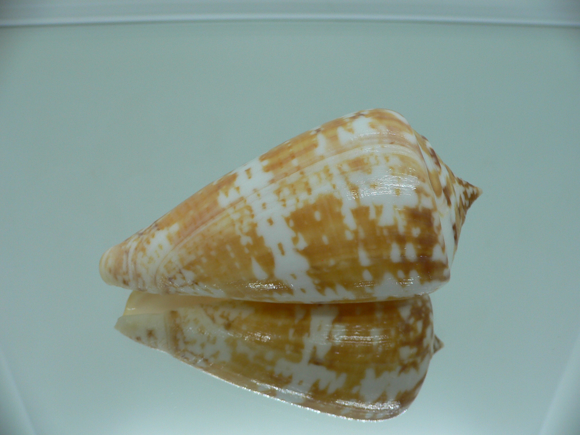 Conus amadis amadis YELLOW COLOR