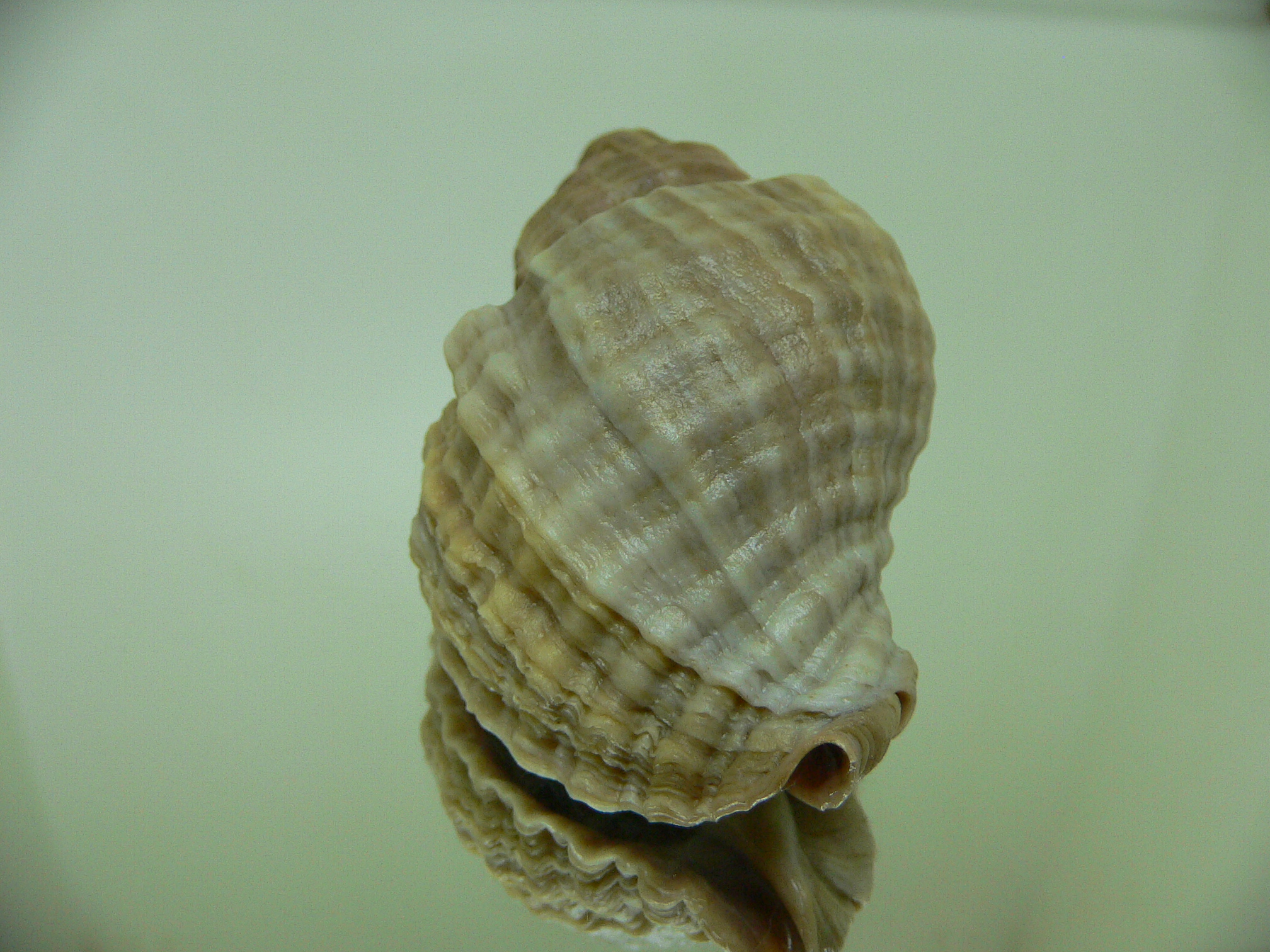 Nucella heyseana VARIOSUS