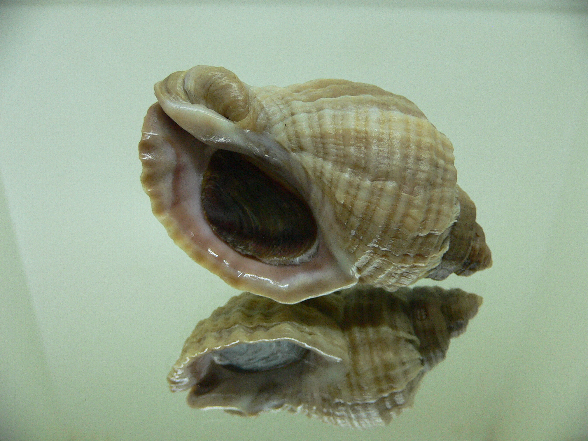 Nucella heyseana VARIOSUS