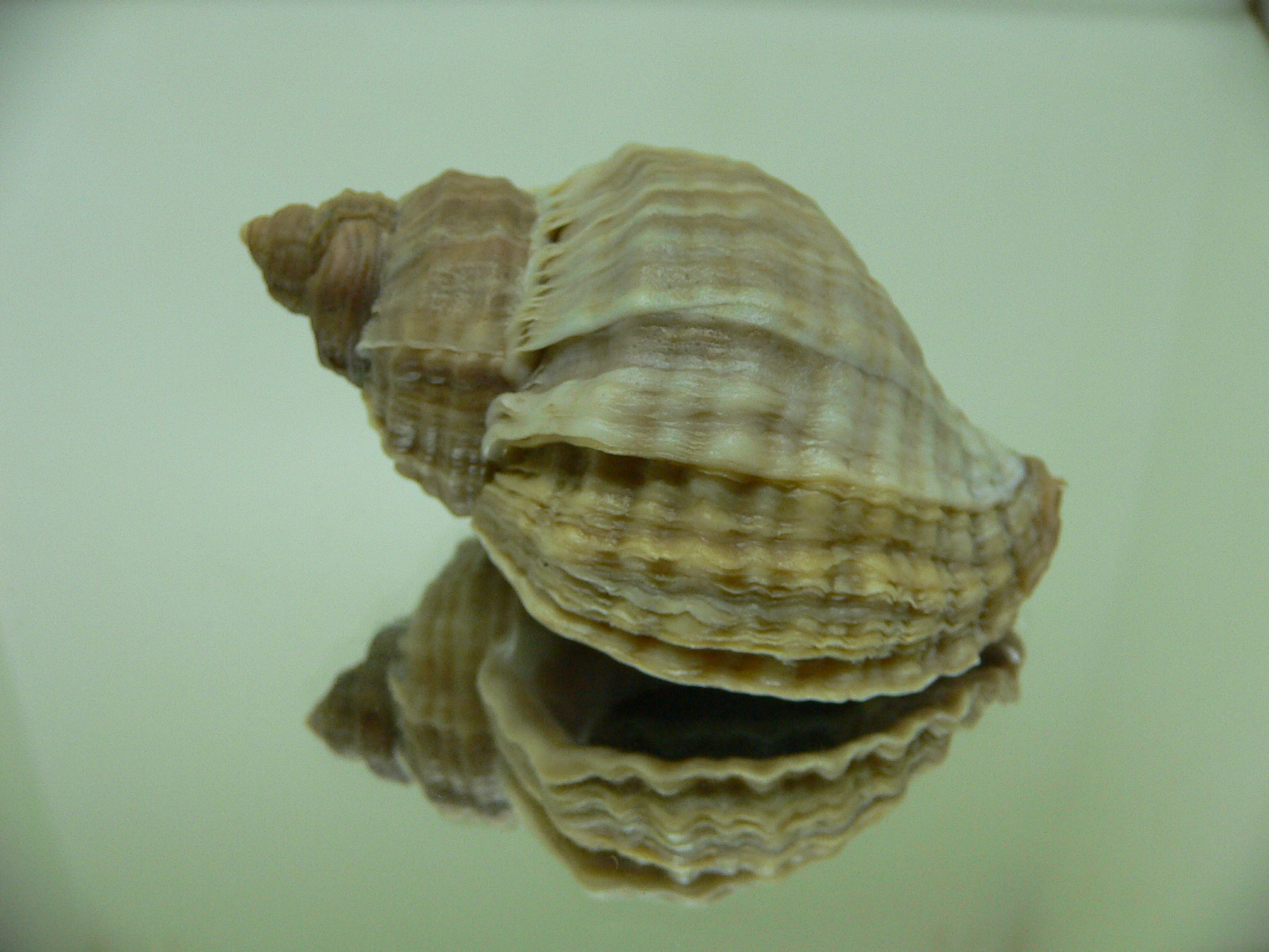 Nucella heyseana VARIOSUS