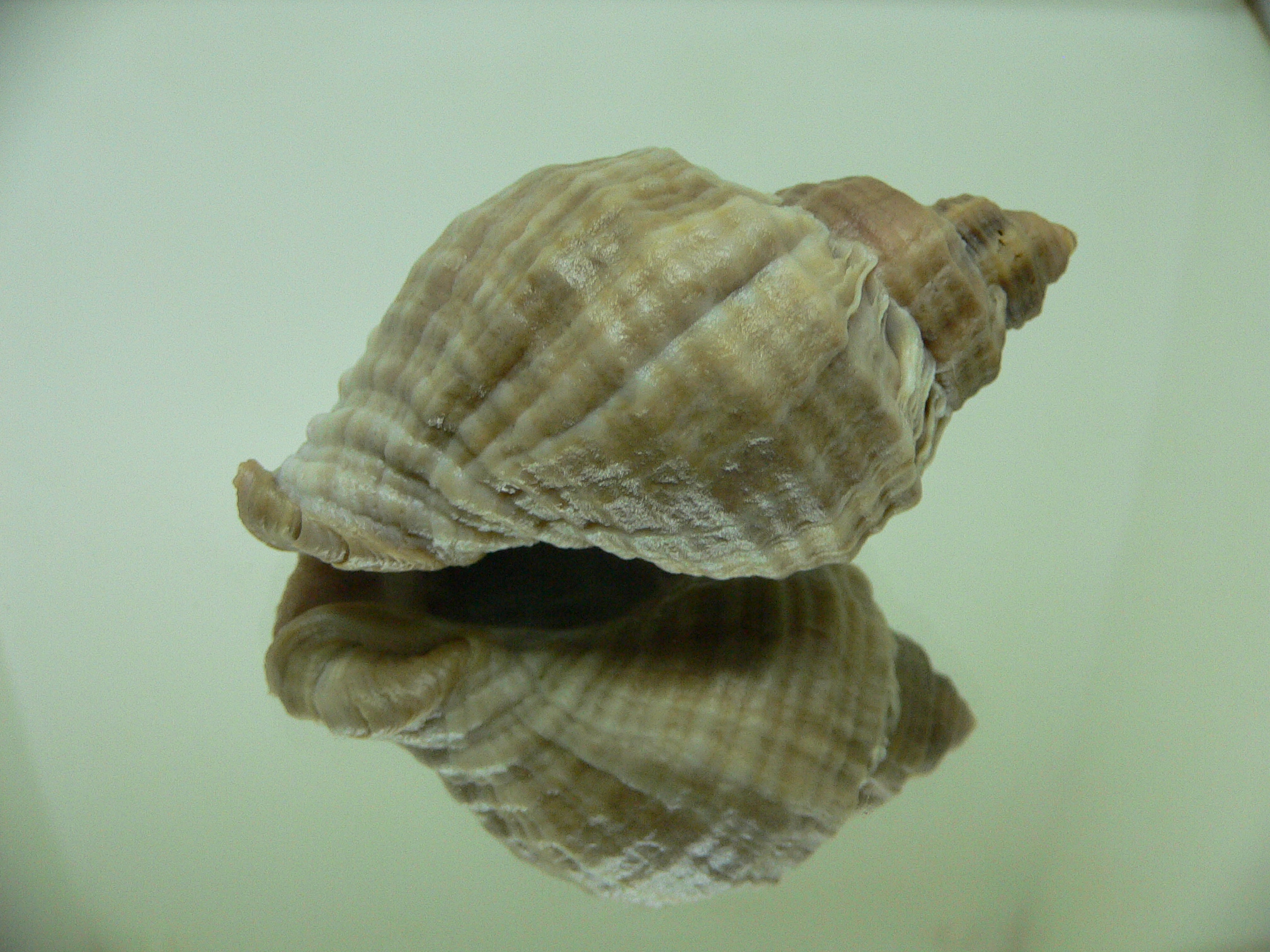 Nucella heyseana VARIOSUS