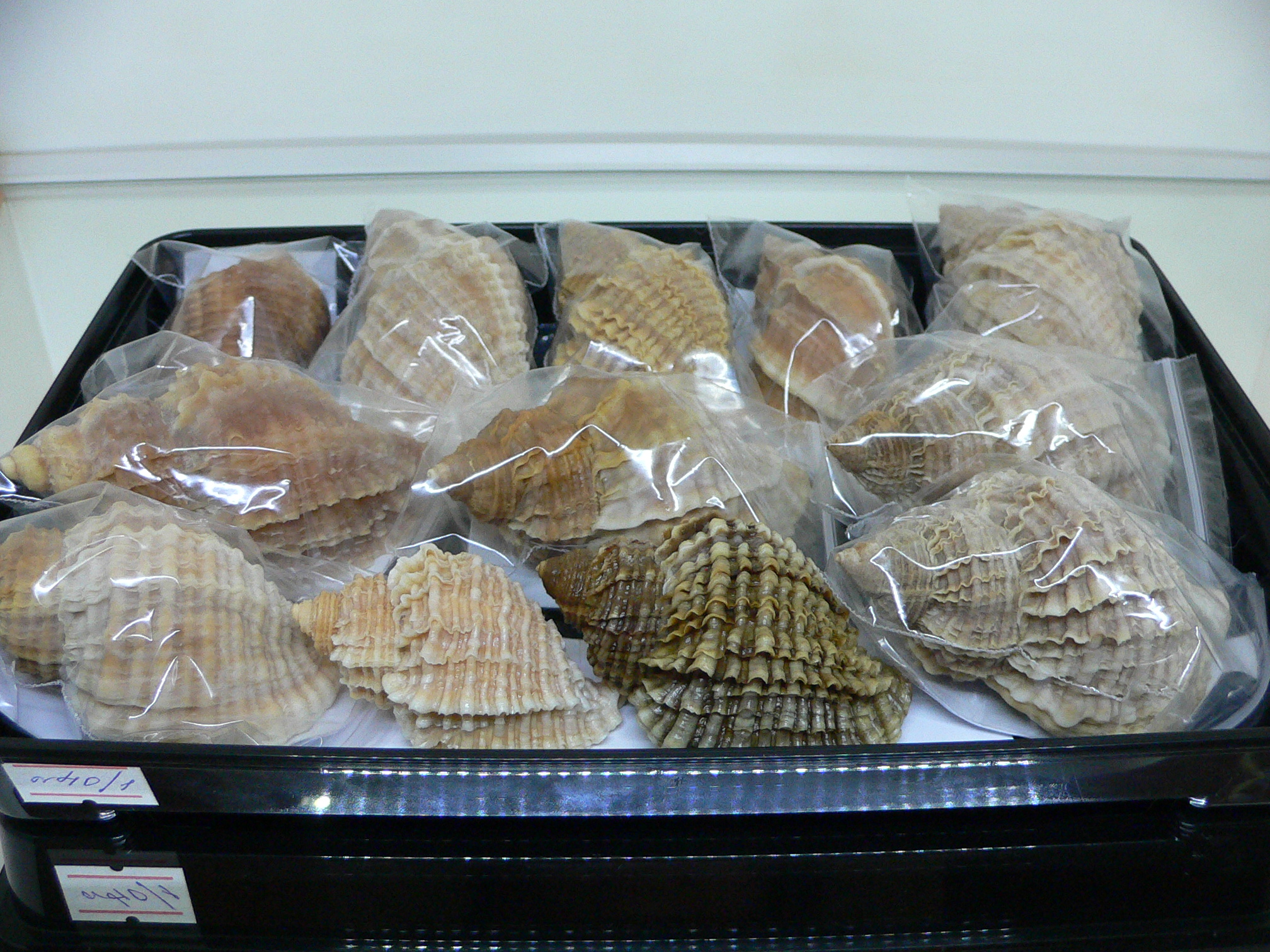 Nucella heyseana VARIOSUS