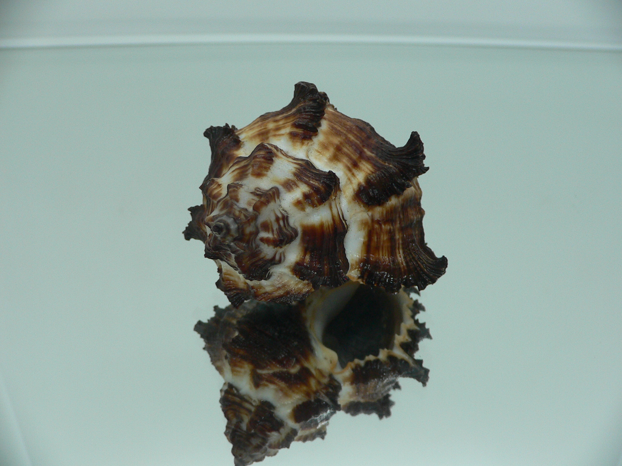 Hexaplex cichoreum cichoreum ARISTOCRAT