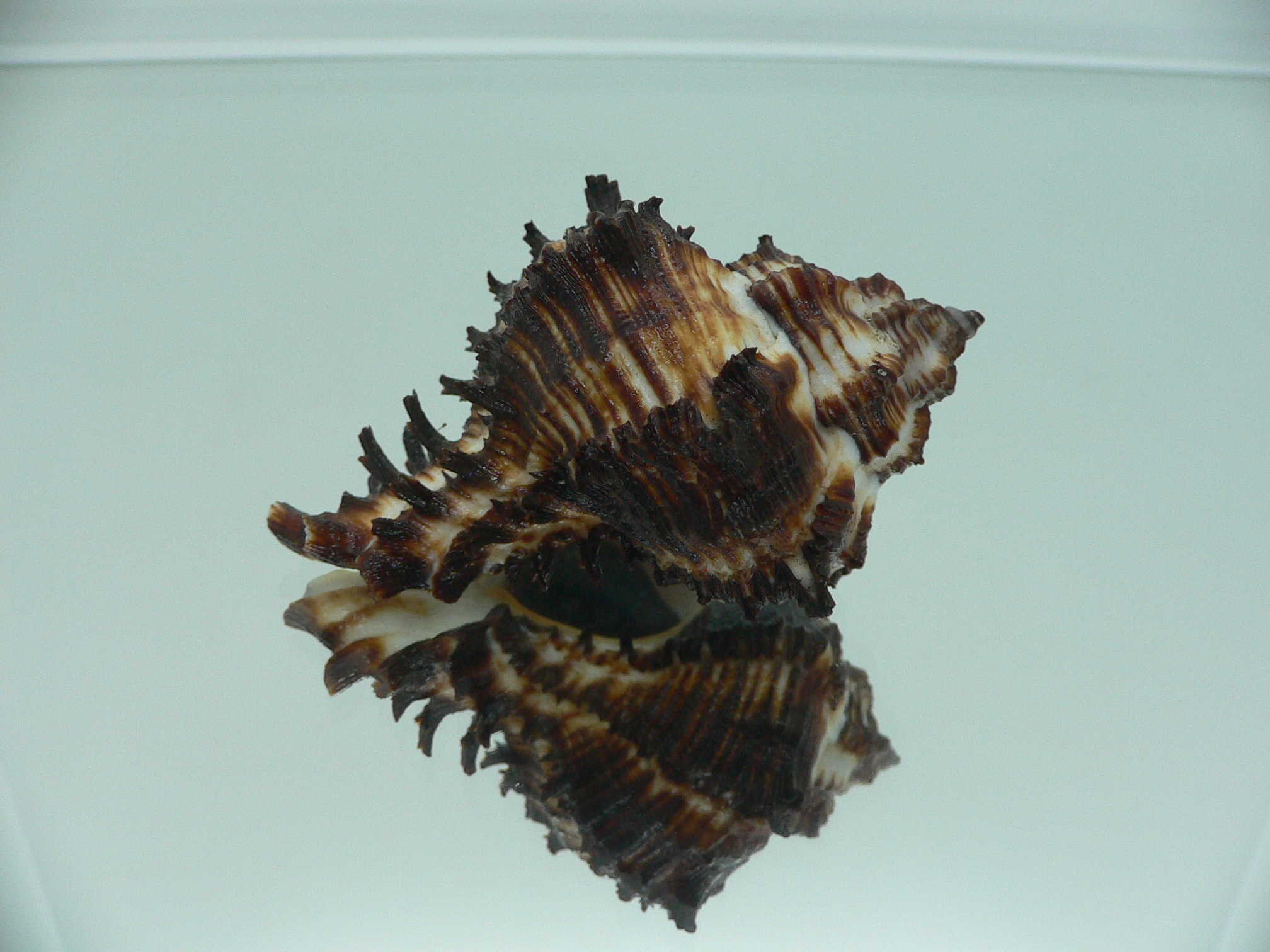 Hexaplex cichoreum cichoreum ARISTOCRAT