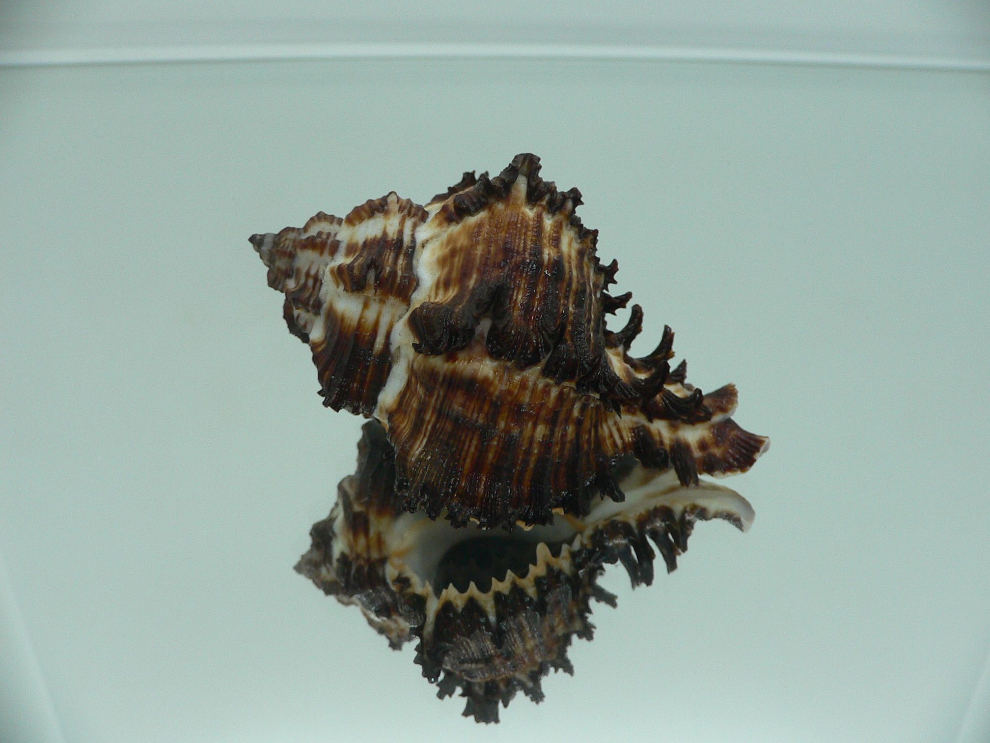 Hexaplex cichoreum cichoreum ARISTOCRAT