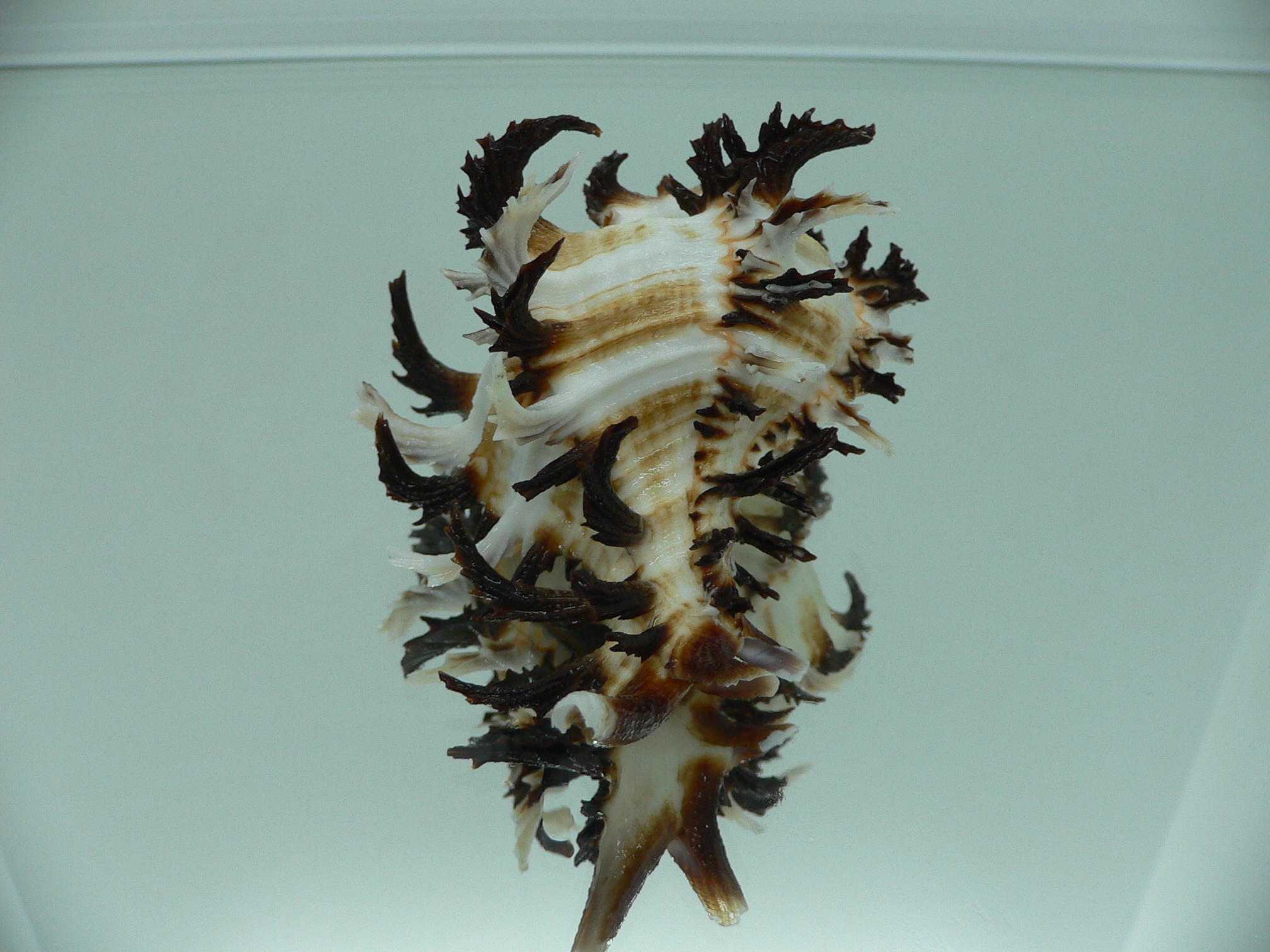 Hexaplex cichoreum cichoreum ARISTOCRAT