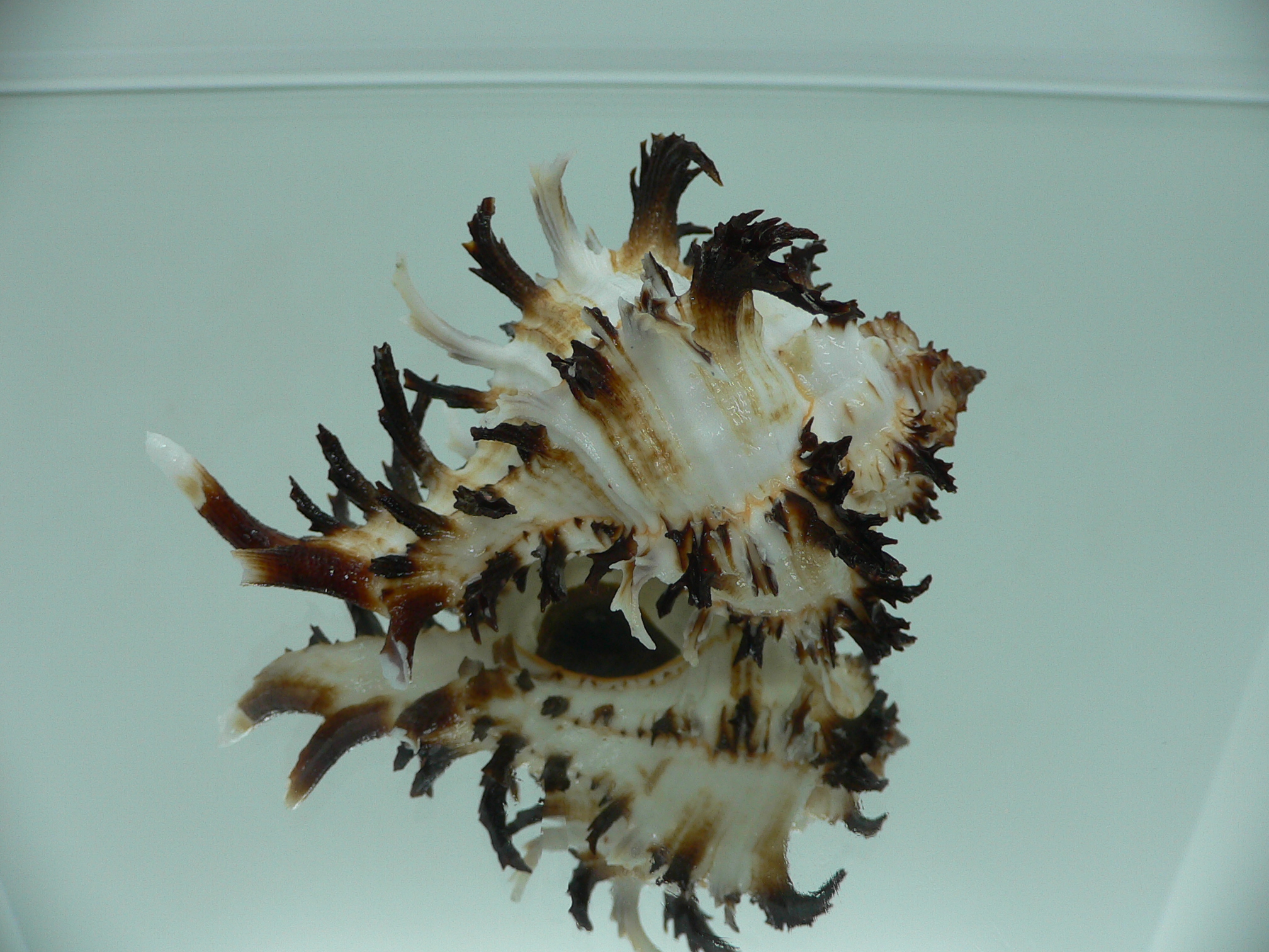 Hexaplex cichoreum cichoreum ARISTOCRAT