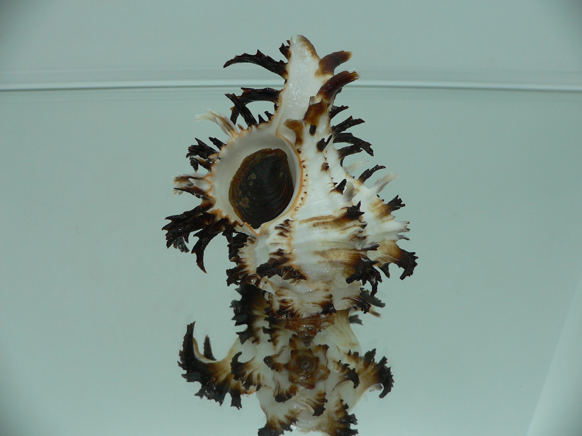 Hexaplex cichoreum cichoreum ARISTOCRAT