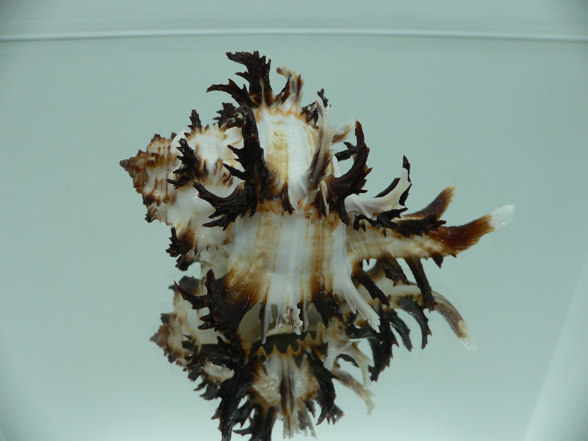 Hexaplex cichoreum cichoreum ARISTOCRAT