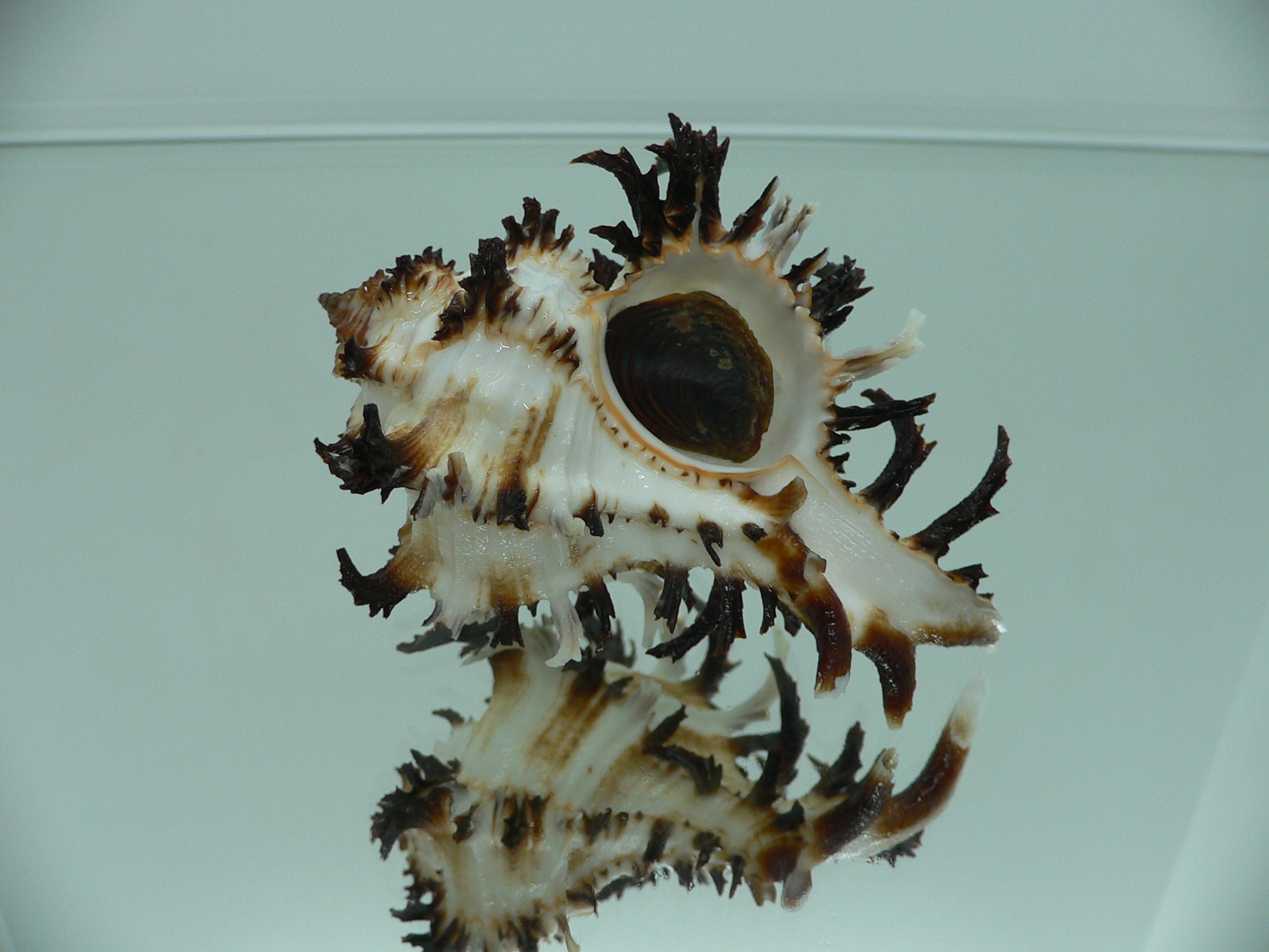 Hexaplex cichoreum cichoreum ARISTOCRAT