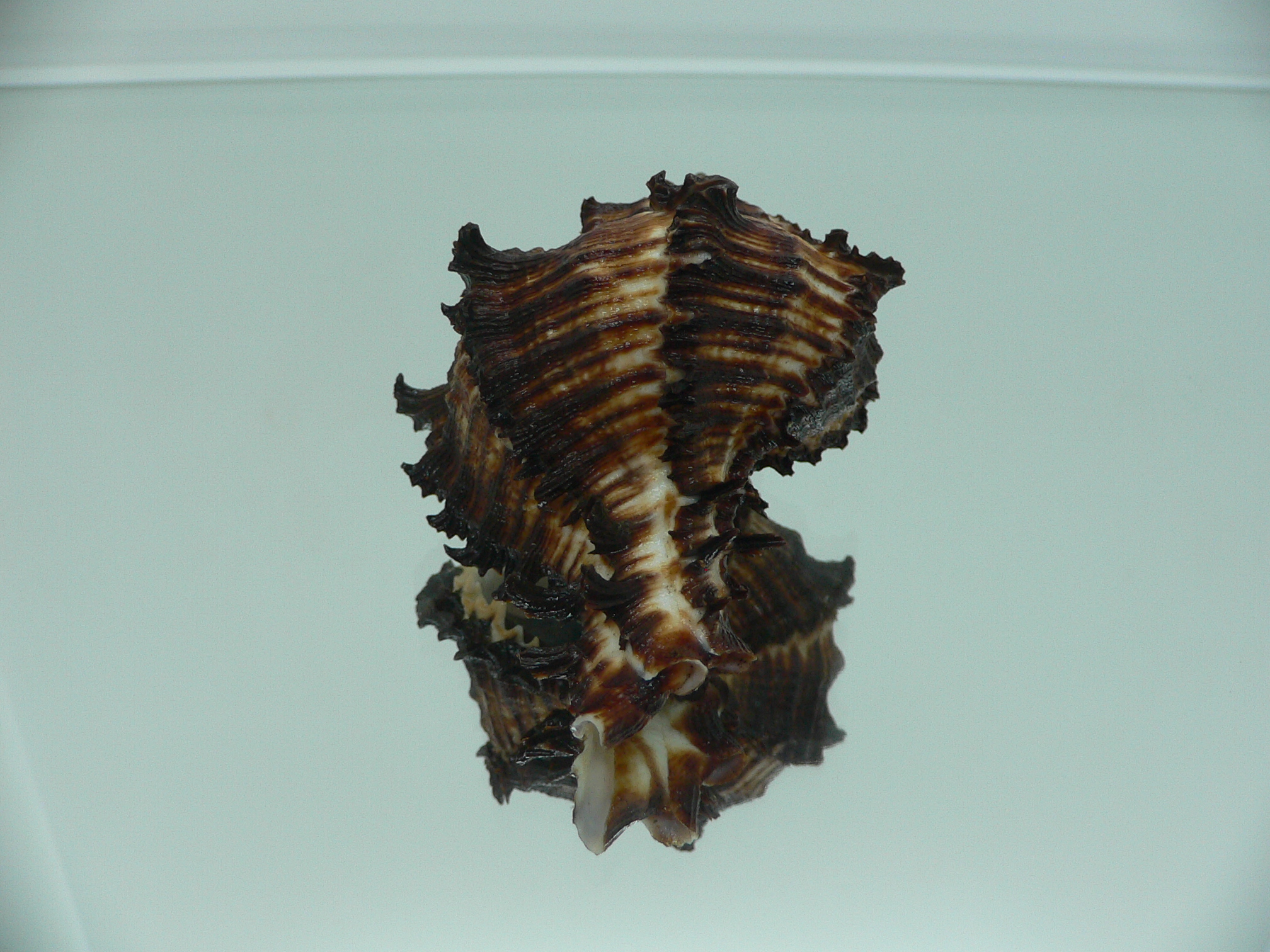 Hexaplex cichoreum cichoreum ARISTOCRAT