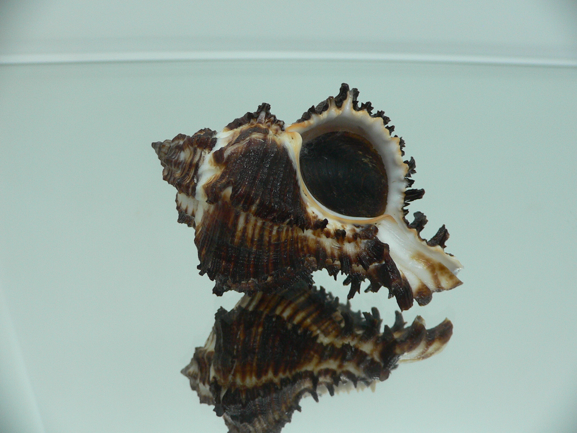 Hexaplex cichoreum cichoreum ARISTOCRAT