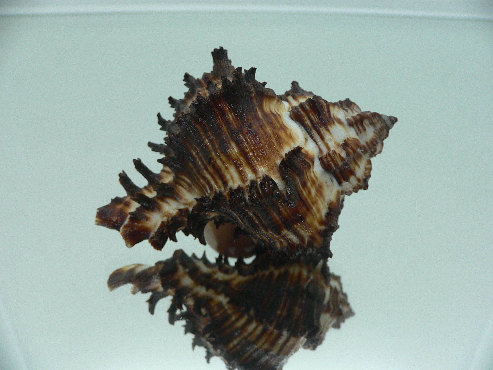Hexaplex cichoreum cichoreum ARISTOCRAT