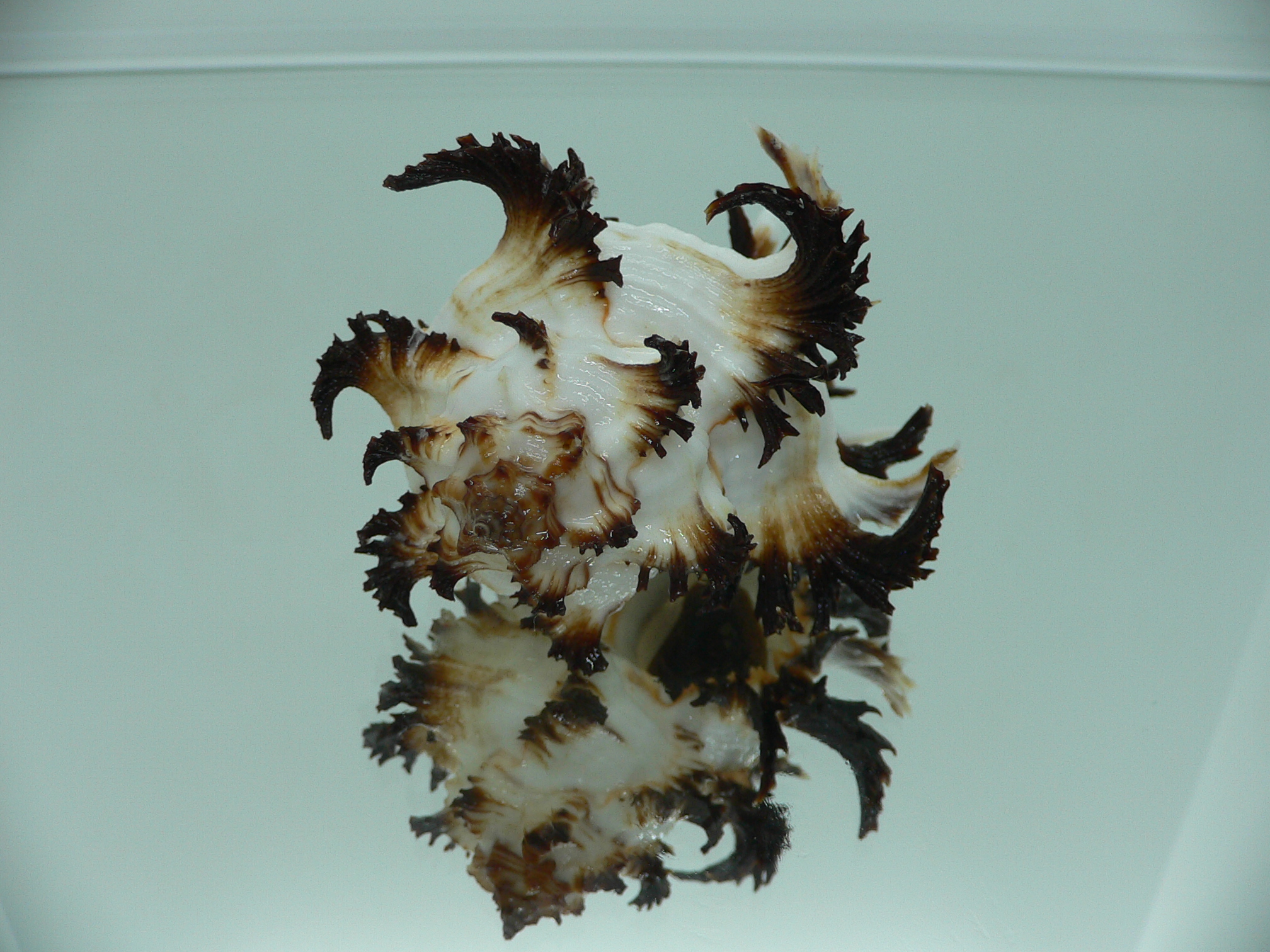 Hexaplex cichoreum cichoreum ARISTOCRAT