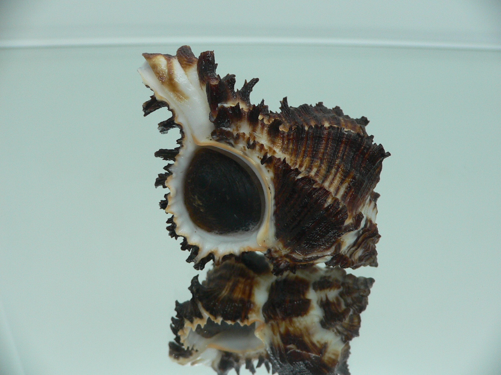 Hexaplex cichoreum cichoreum ARISTOCRAT