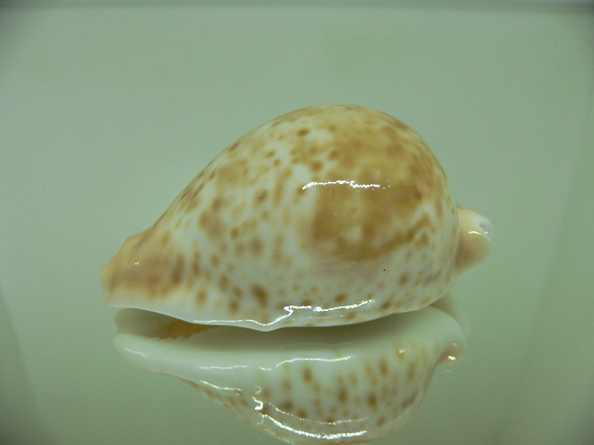 Cypraea hesitata hesitata