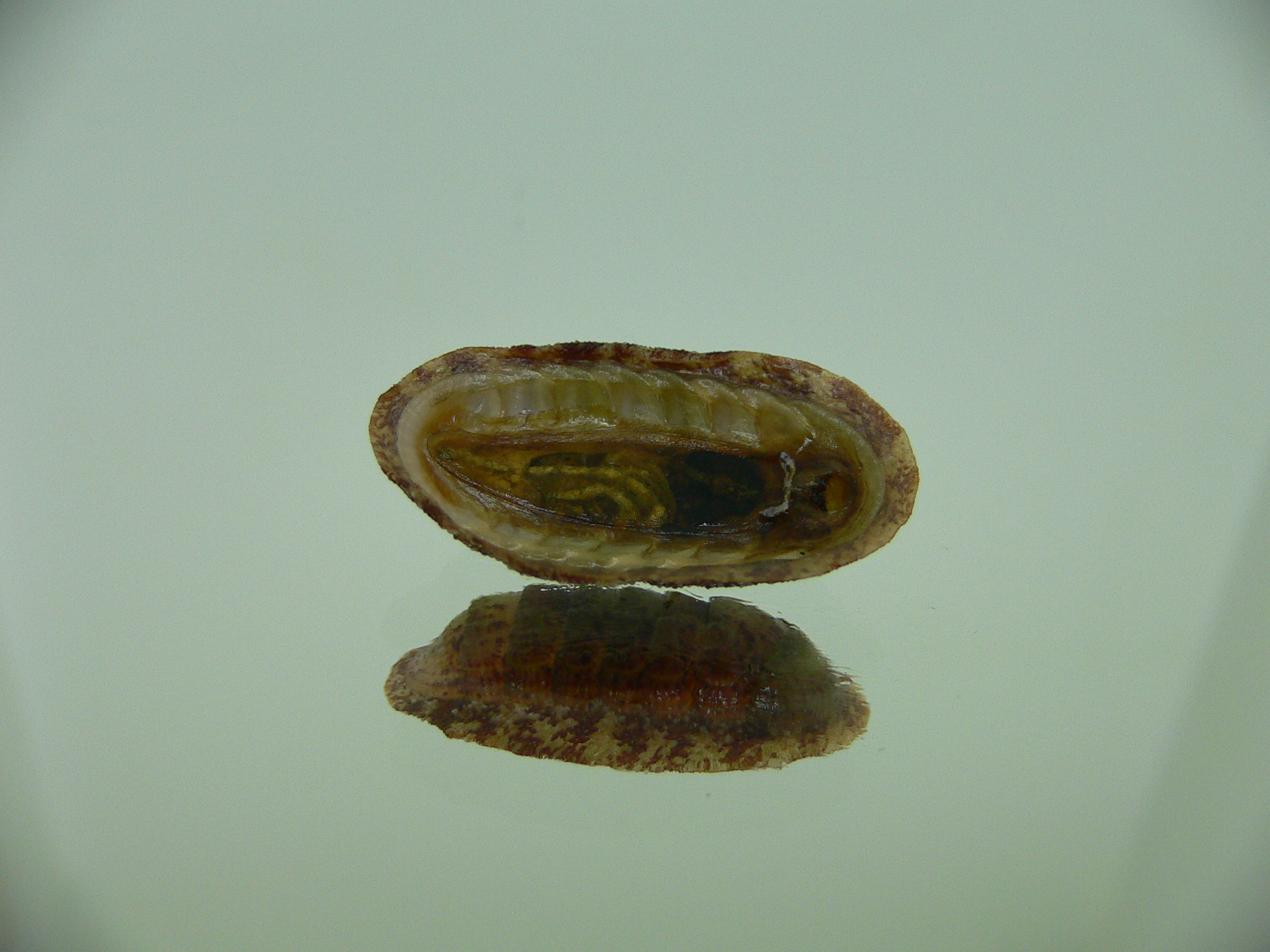 Chiton SP. 7