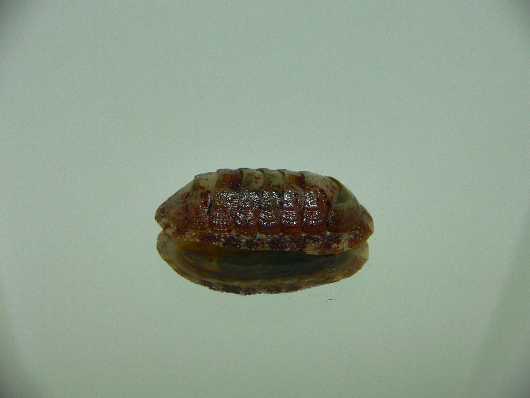 Chiton SP. 7