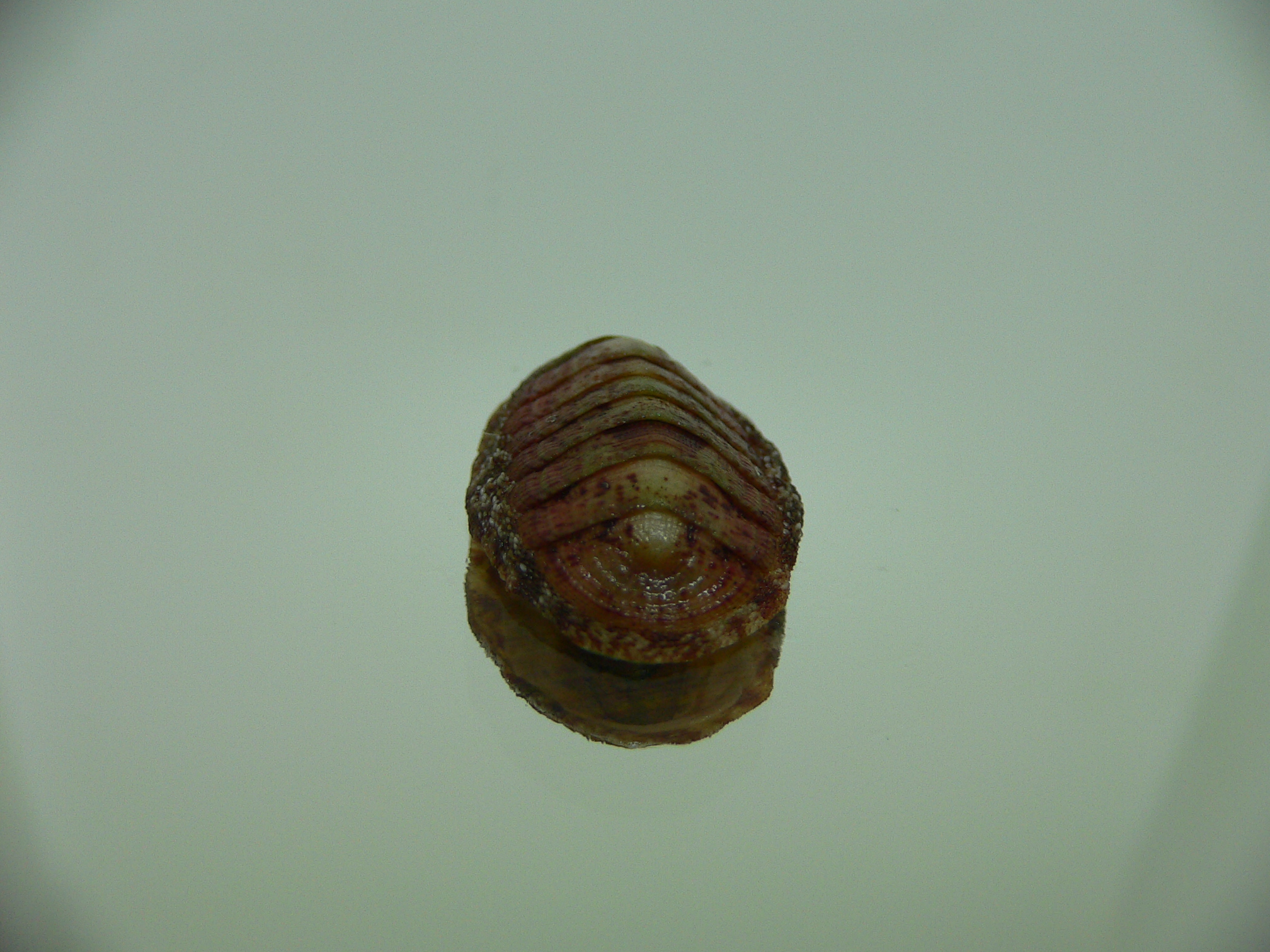 Chiton SP. 7