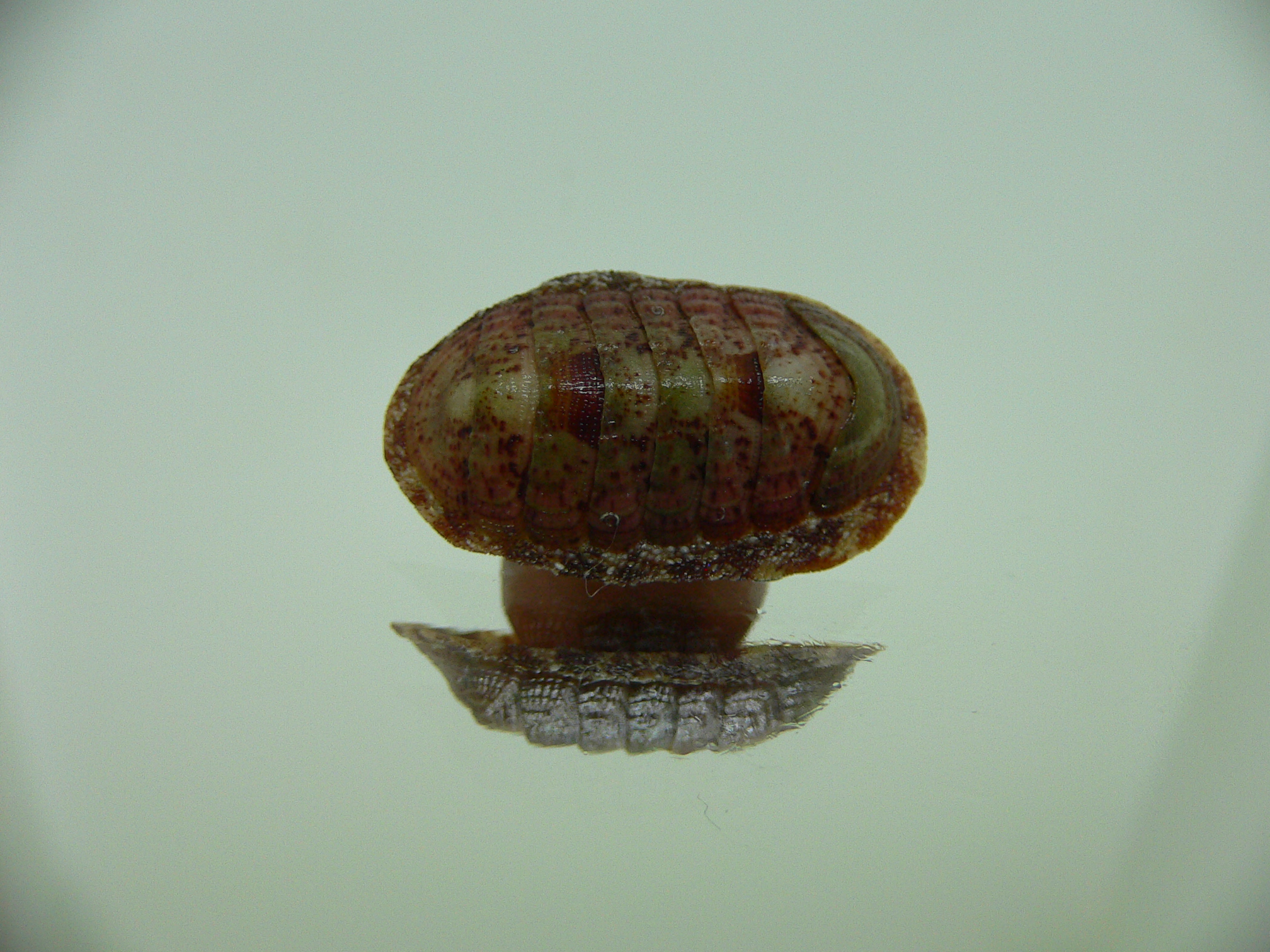 Chiton SP. 7